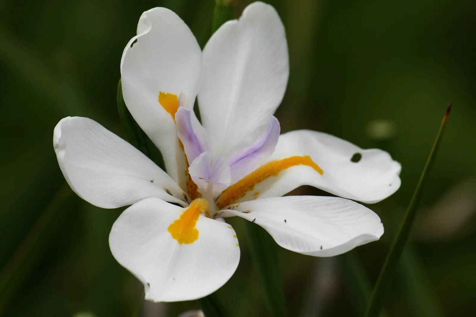 Large-Leaf African Iris (Dietes Grandiflora) — or its suitability for naturalized areas