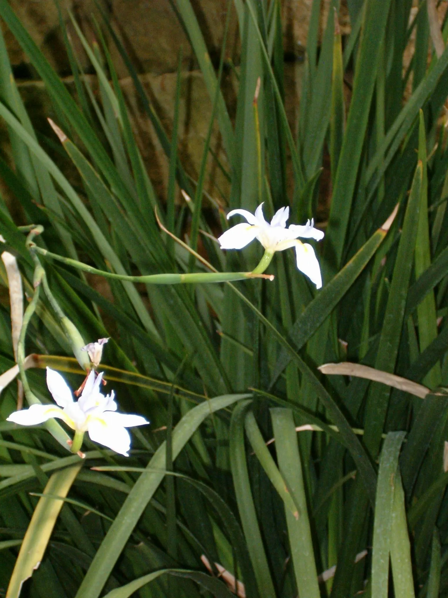 Large-Leaf African Iris (Dietes Grandiflora) — this iris relative is prized for its tall; ideal for USDA zones 8-11, image 56