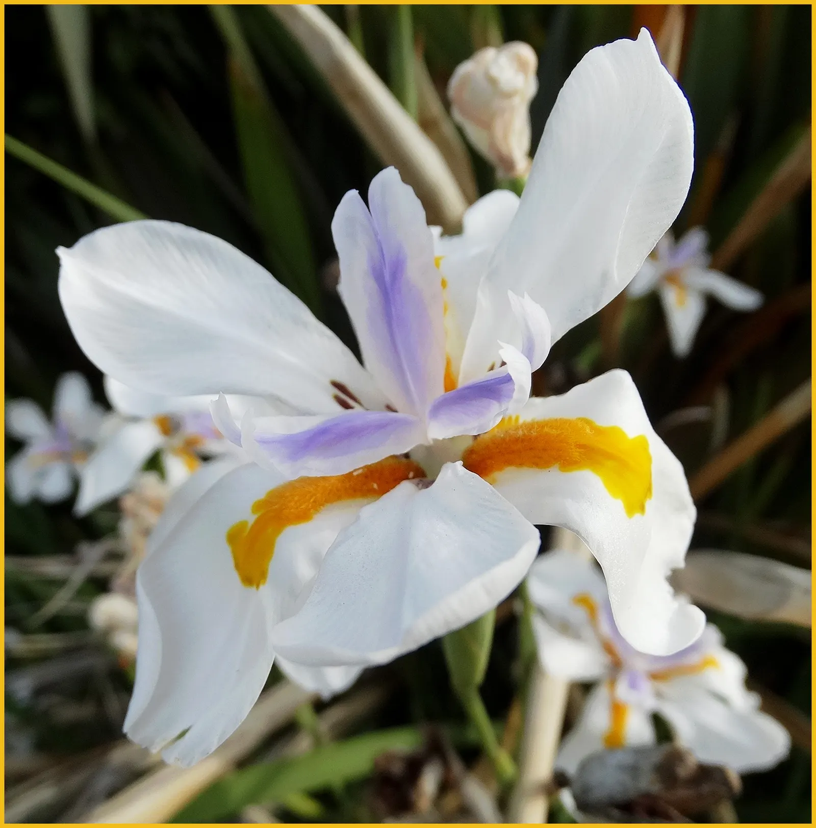 Large-Leaf African Iris (Dietes Grandiflora) — The dark green foliage forms dense clumps that provide a luscious backdrop for the showy; its use as, image 58