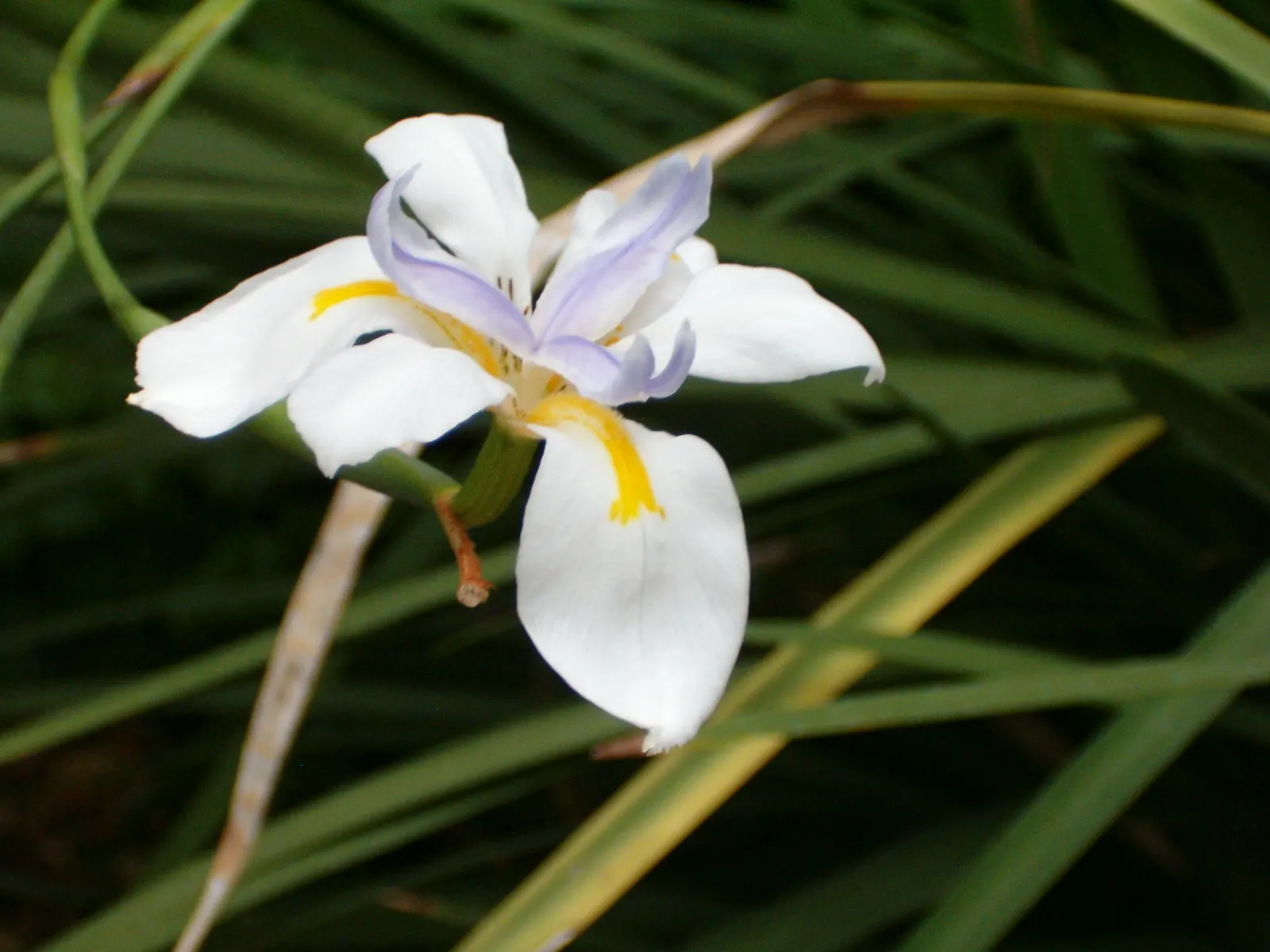 Large-Leaf African Iris (Dietes Grandiflora) — perennial for full or half or shade; ensuring a visually dynamic and harmonious space for clients to enjoy