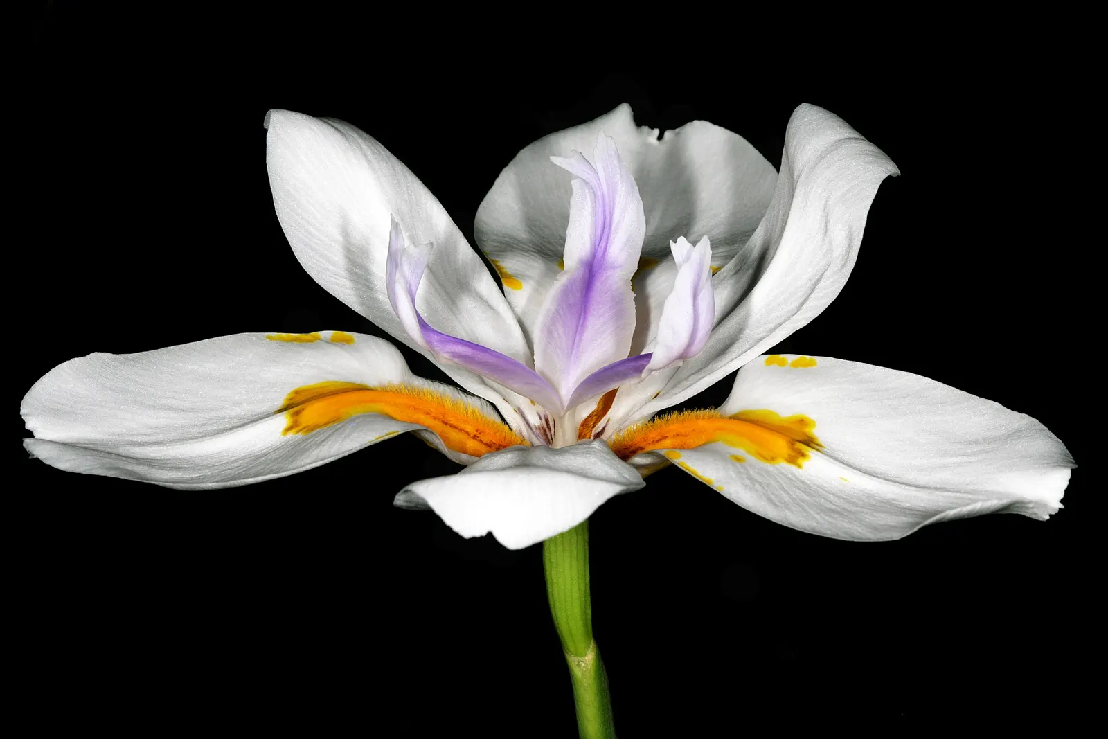 Large-Leaf African Iris (Dietes Grandiflora) — or its suitability for naturalized areas; it can adapt to a variety of soil types and is relatively, image 68
