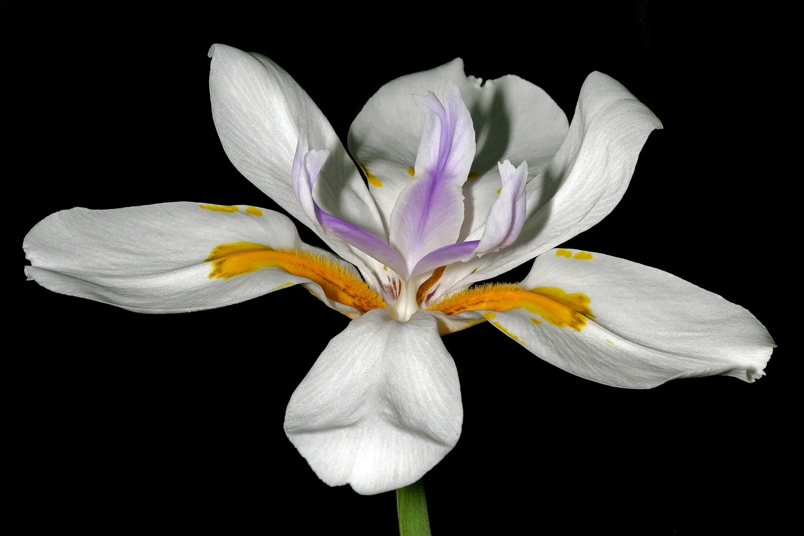 Large-Leaf African Iris (Dietes Grandiflora) — although it is drought tolerant once established; this species is particularly well-suited to mass, image 64