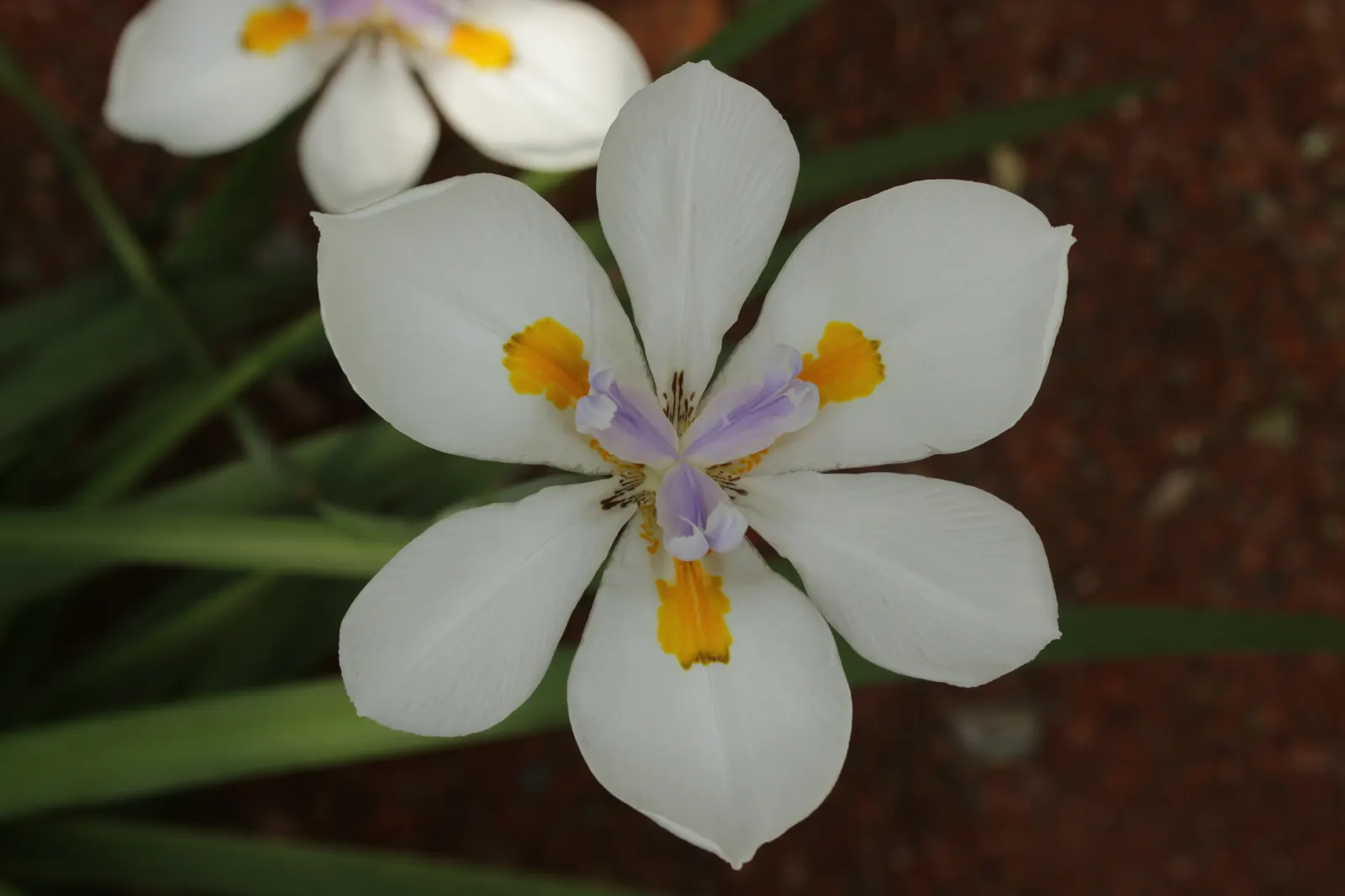 Large-Leaf African Iris (Dietes Grandiflora) — This evergreen perennial prefers full sun to light shade and requires moderate watering