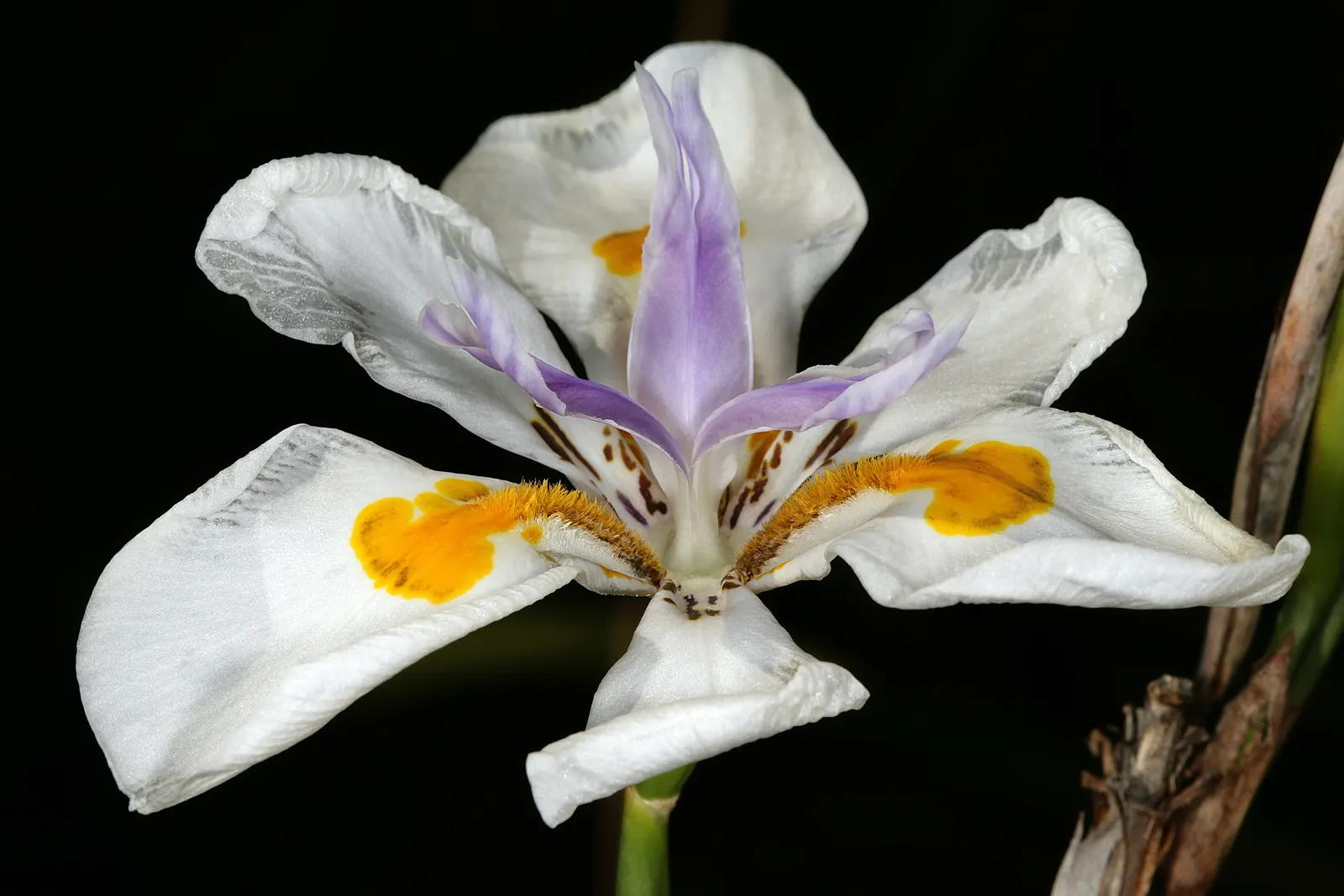 Large-Leaf African Iris (Dietes Grandiflora) — Department of Agriculture hardiness zones 8 through 11.<br><br>For optimal growth; perennial with gold and