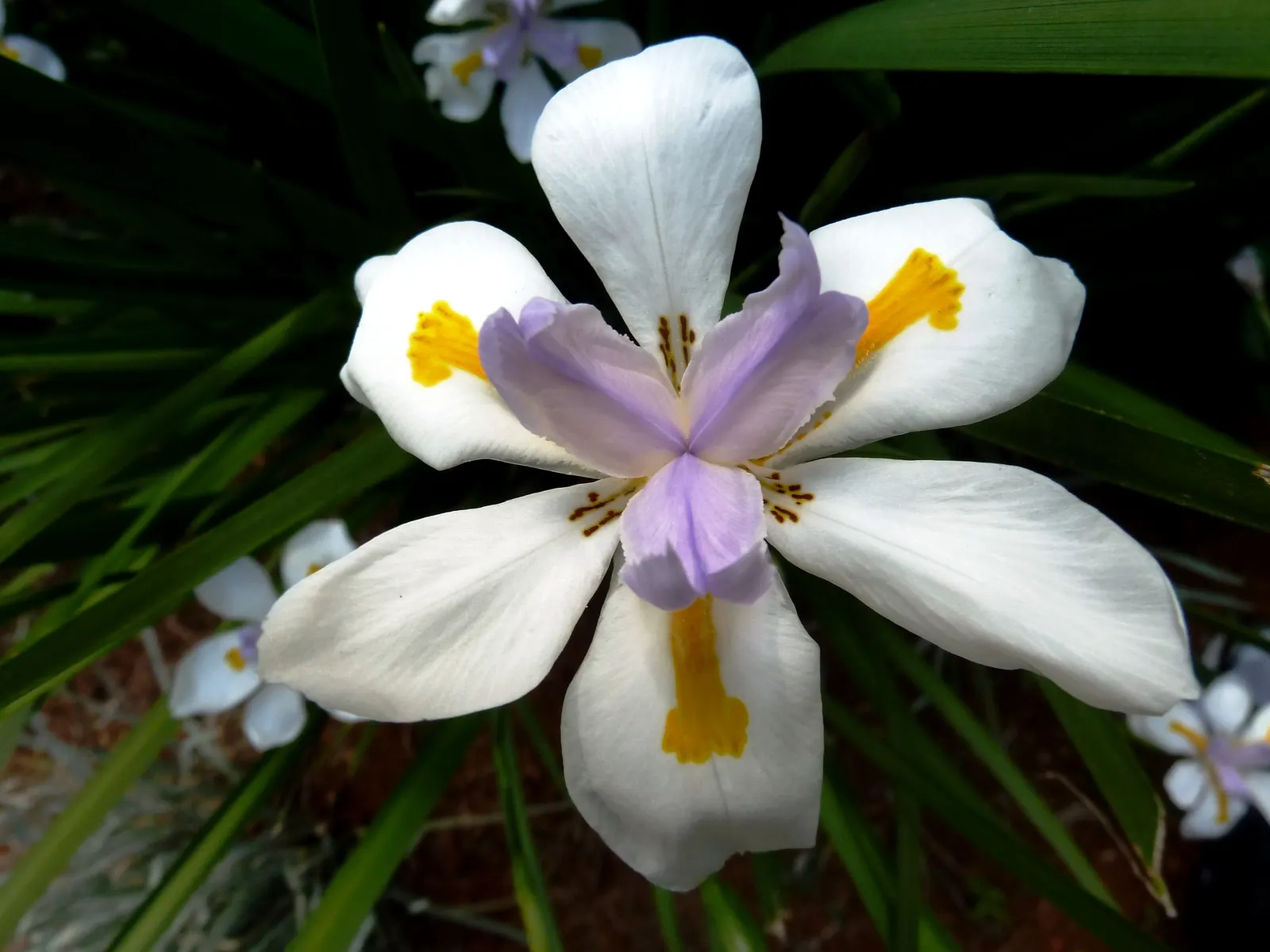 Large-Leaf African Iris (Dietes Grandiflora) — gold and multi-colored and violet and white flowers in the garden; evergreen perennial that makes a striking