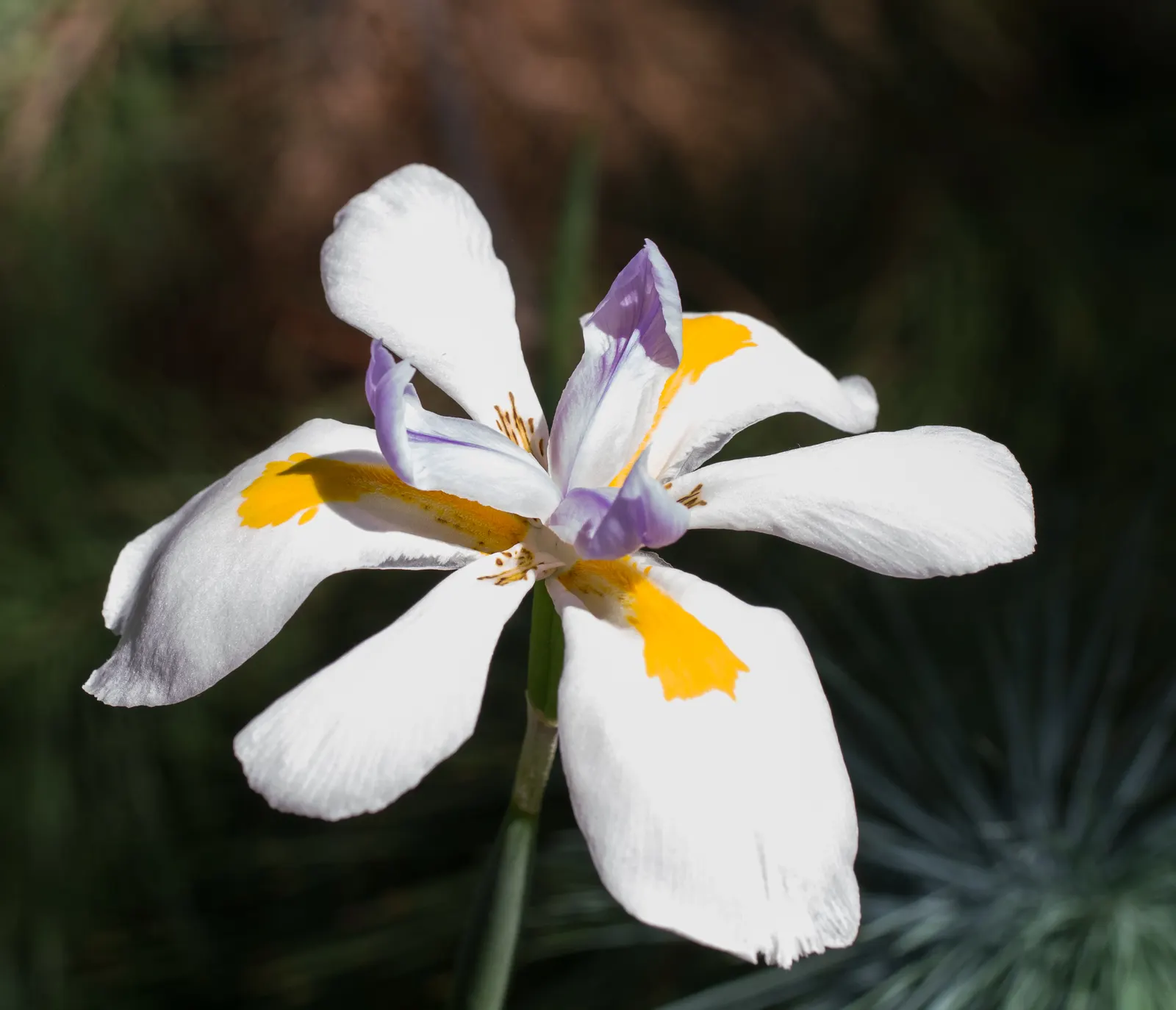 Large-Leaf African Iris (Dietes Grandiflora) — perennial for full or half or shade