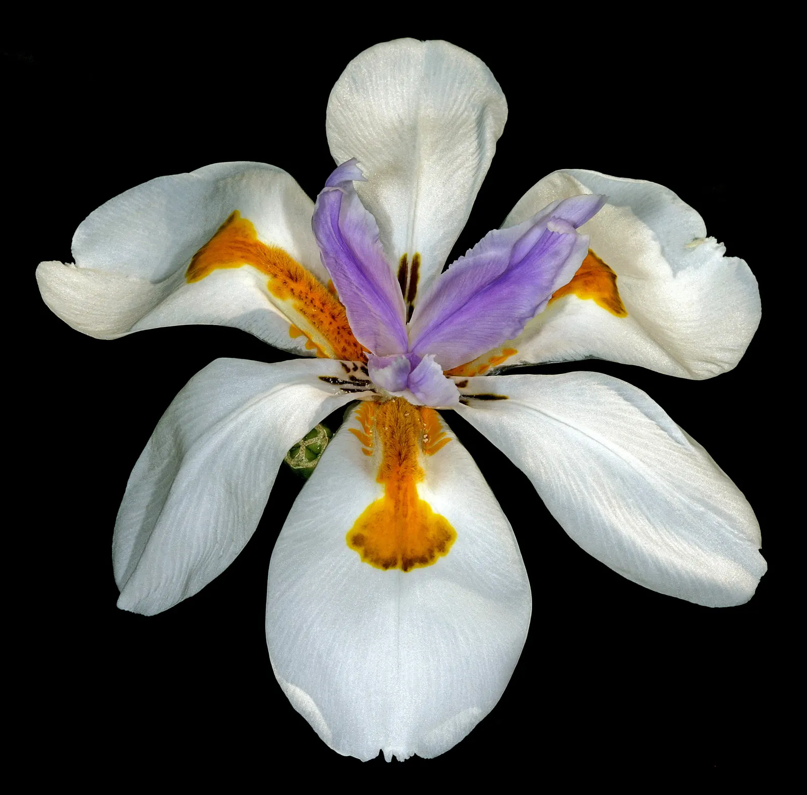 Large-Leaf African Iris (Dietes Grandiflora) — It showcases striking white flowers, each spanning around 4 inches across with splashes of yellow, image 50