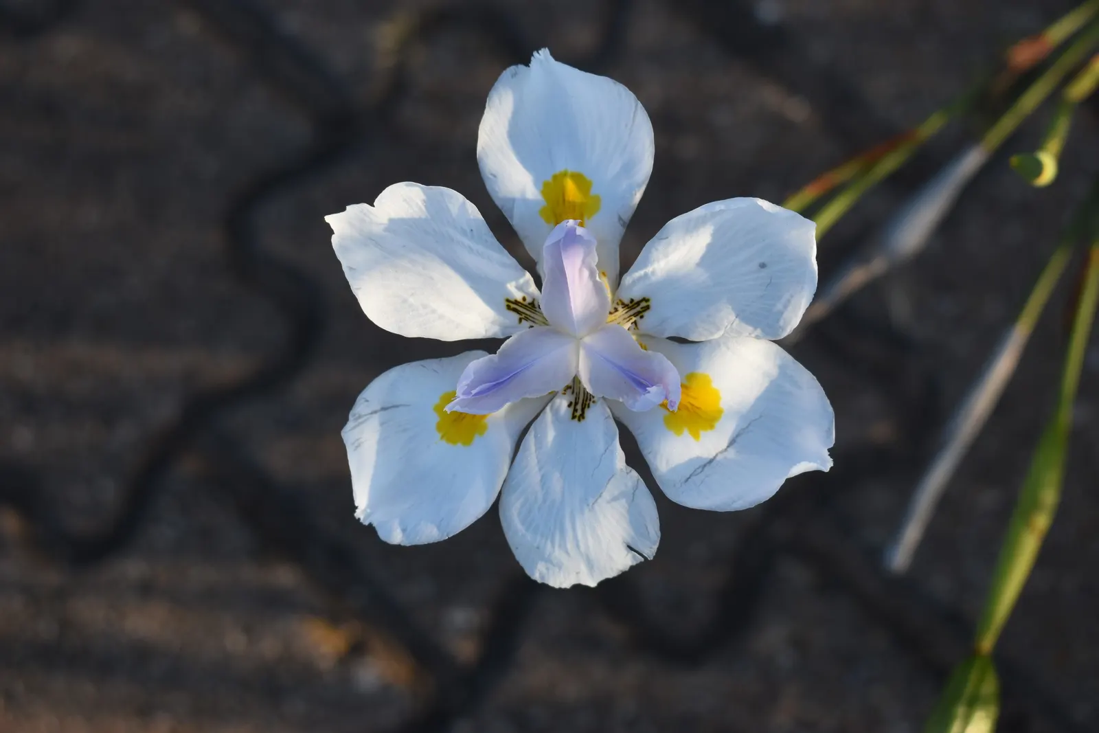 Large-Leaf African Iris (Dietes Grandiflora) — its use as a border plant