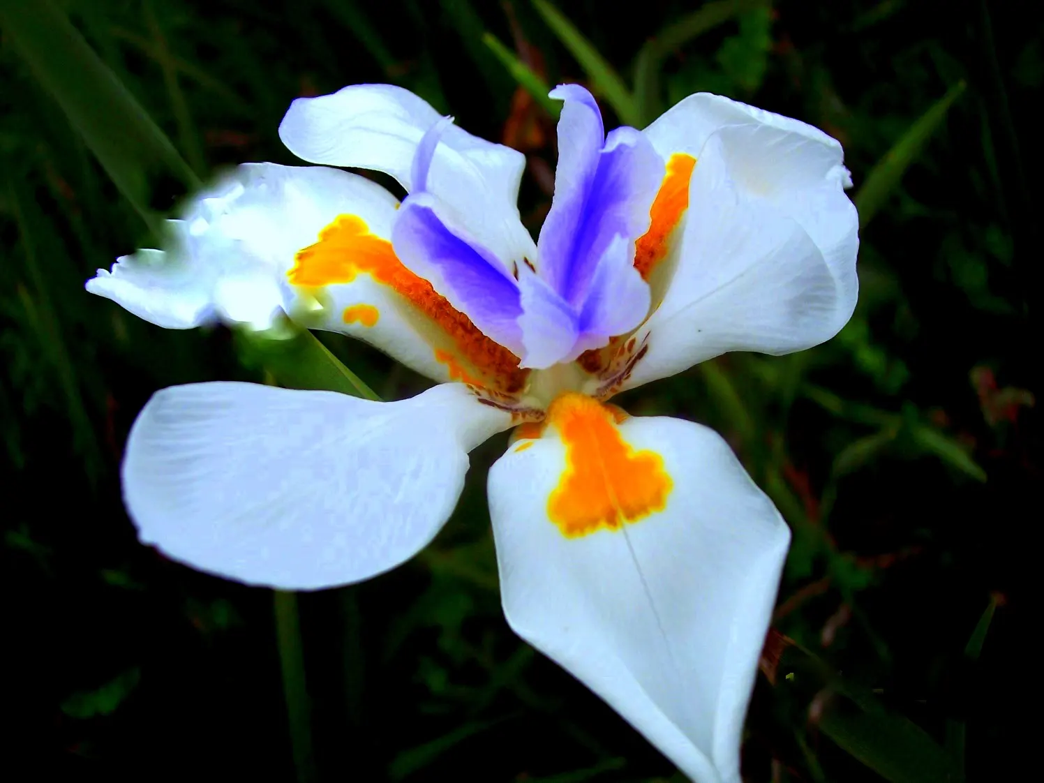 Large-Leaf African Iris (Dietes Grandiflora) — the African Iris requires well-draining soil and moderate watering; commonly referred to as the, image 63