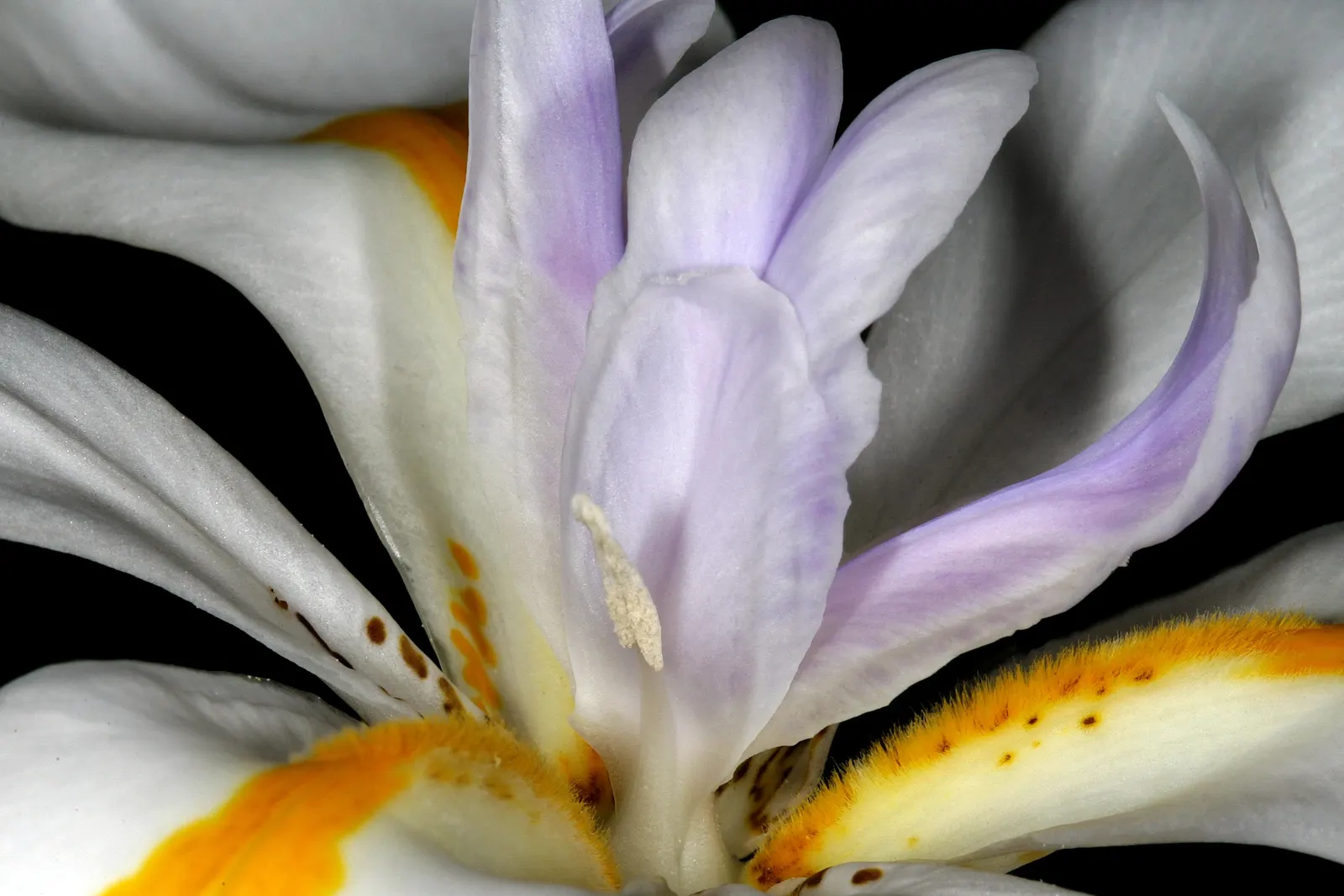 Large-Leaf African Iris (Dietes Grandiflora) — commonly referred to as the Large-Leaf African Iris; the African Iris requires well-draining soil, image 78