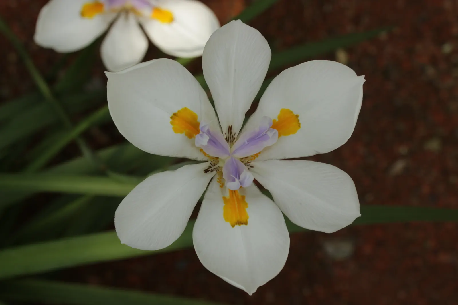 Large-Leaf African Iris (Dietes Grandiflora) — evergreen perennial that makes a striking addition to any garden with its elegant and architectural form; gold