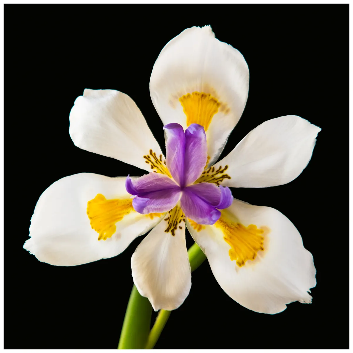 Large-Leaf African Iris (Dietes Grandiflora) — Ideal for USDA zones 8-11; this iris relative is prized for its tall, image 77