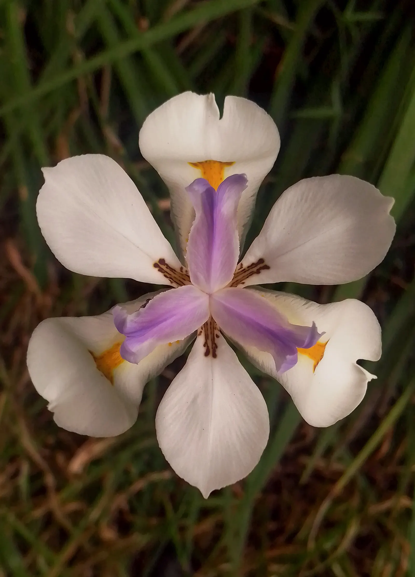 Large-Leaf African Iris (Dietes Grandiflora) — commonly referred to as the Large-Leaf African Iris