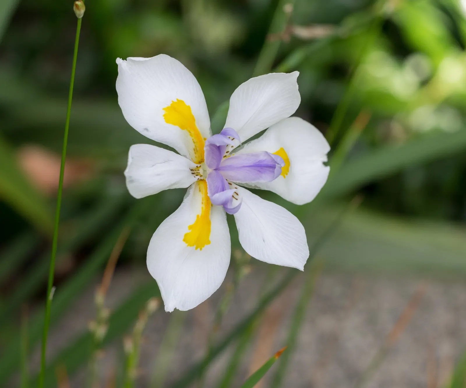 Large-Leaf African Iris (Dietes Grandiflora) — this iris relative is prized for its tall; ideal for USDA zones 8-11