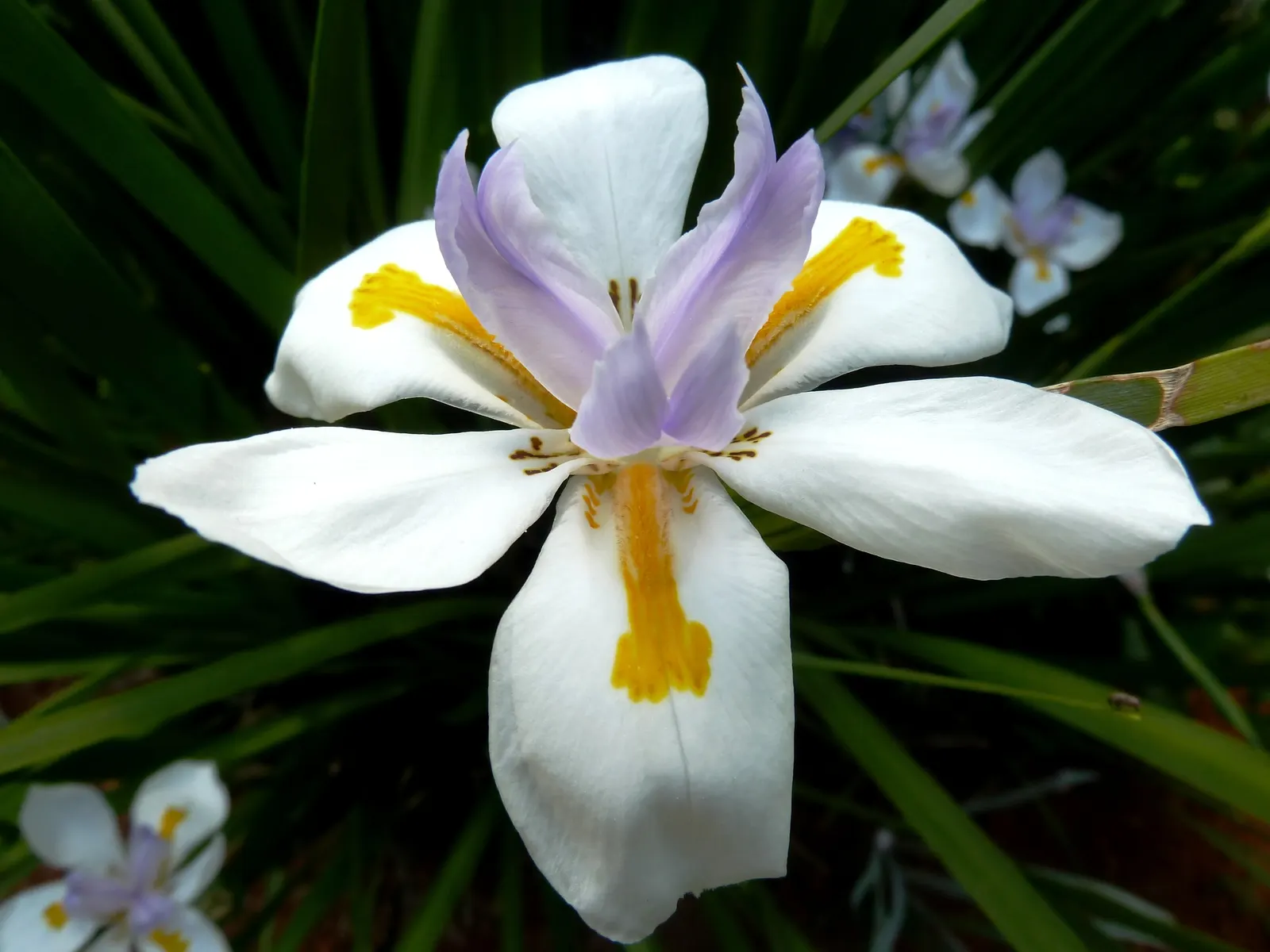 Large-Leaf African Iris (Dietes Grandiflora) — perennial with gold and multi-colored and violet and white blooms; department of Agriculture, image 71
