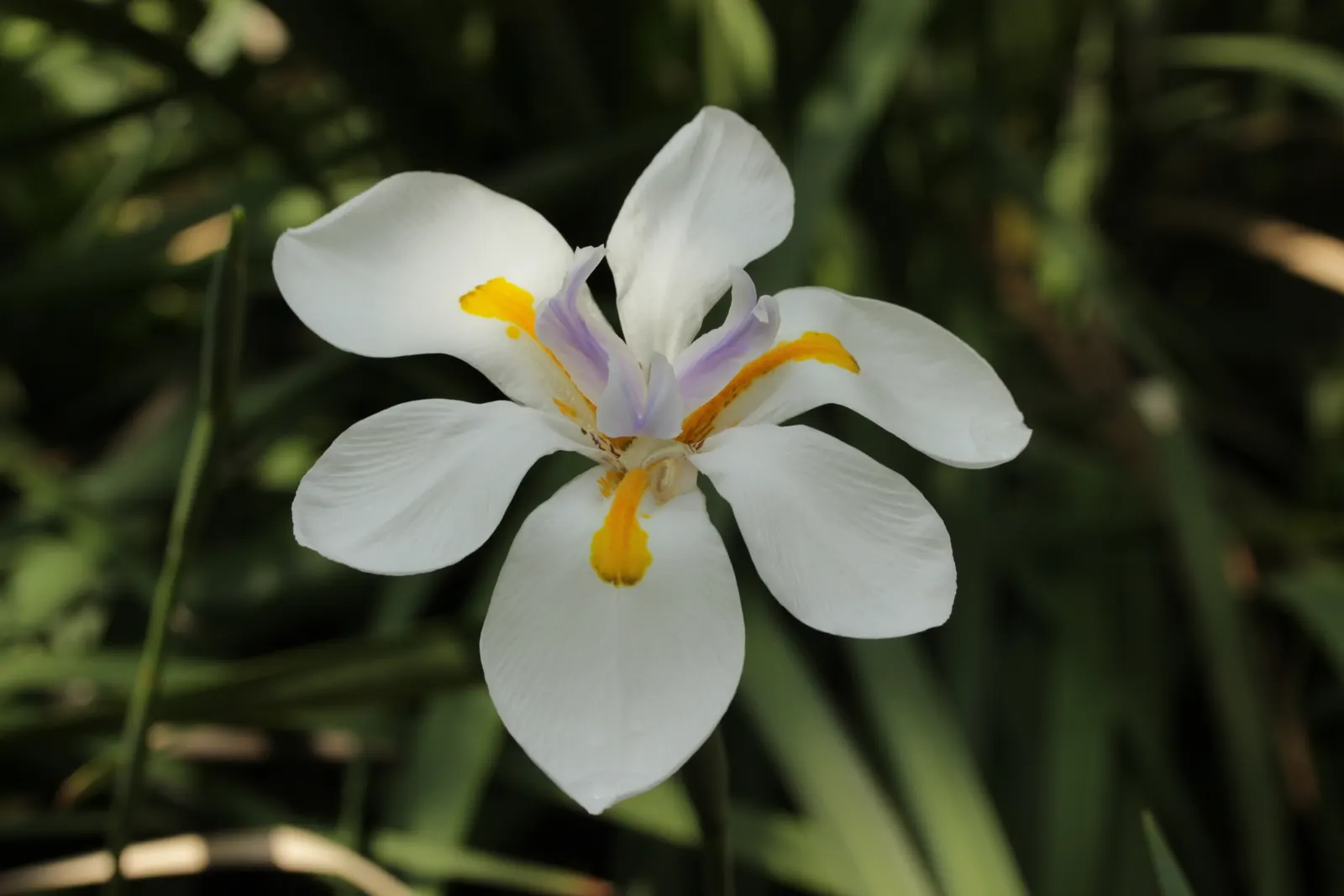 Large-Leaf African Iris (Dietes Grandiflora) — although it is drought tolerant once established; this species is particularly well-suited to mass plantings in