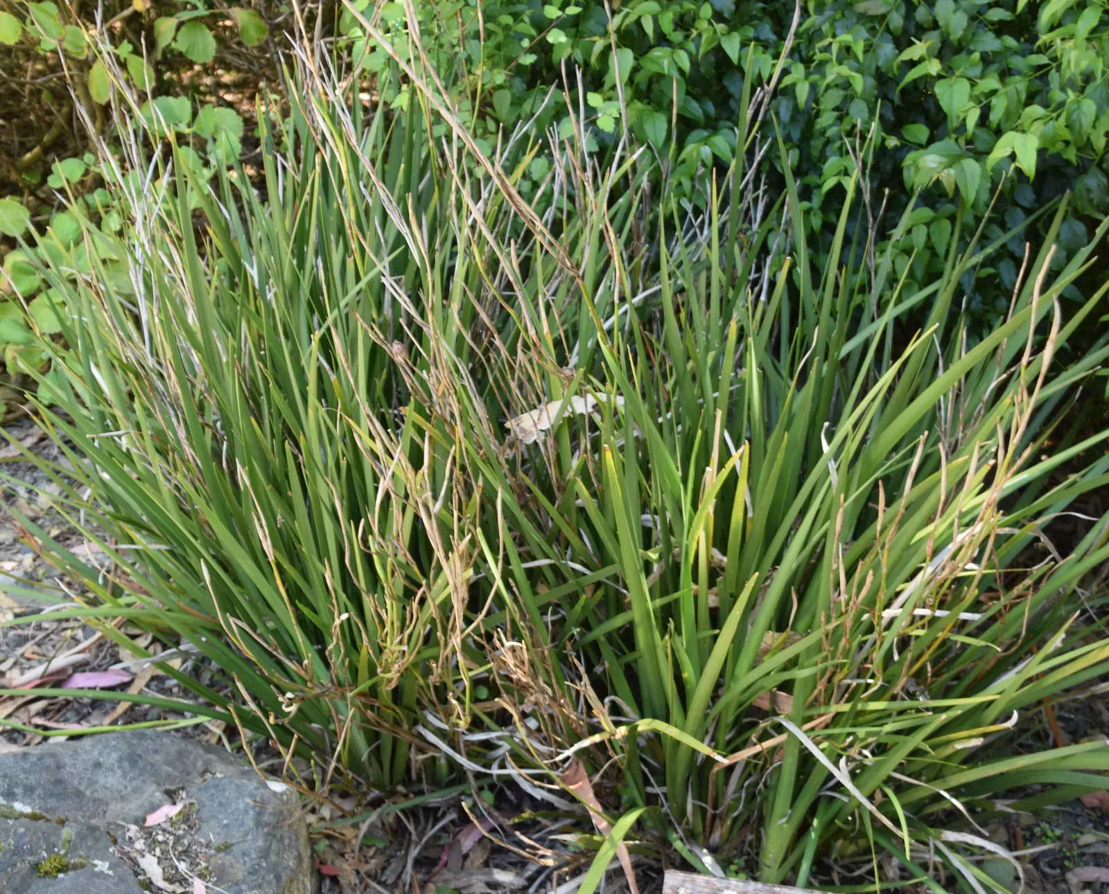 Large-Leaf African Iris (Dietes Grandiflora) — branched stems that rise above the foliage; it showcases striking white flowers, each spanning around 4 inches