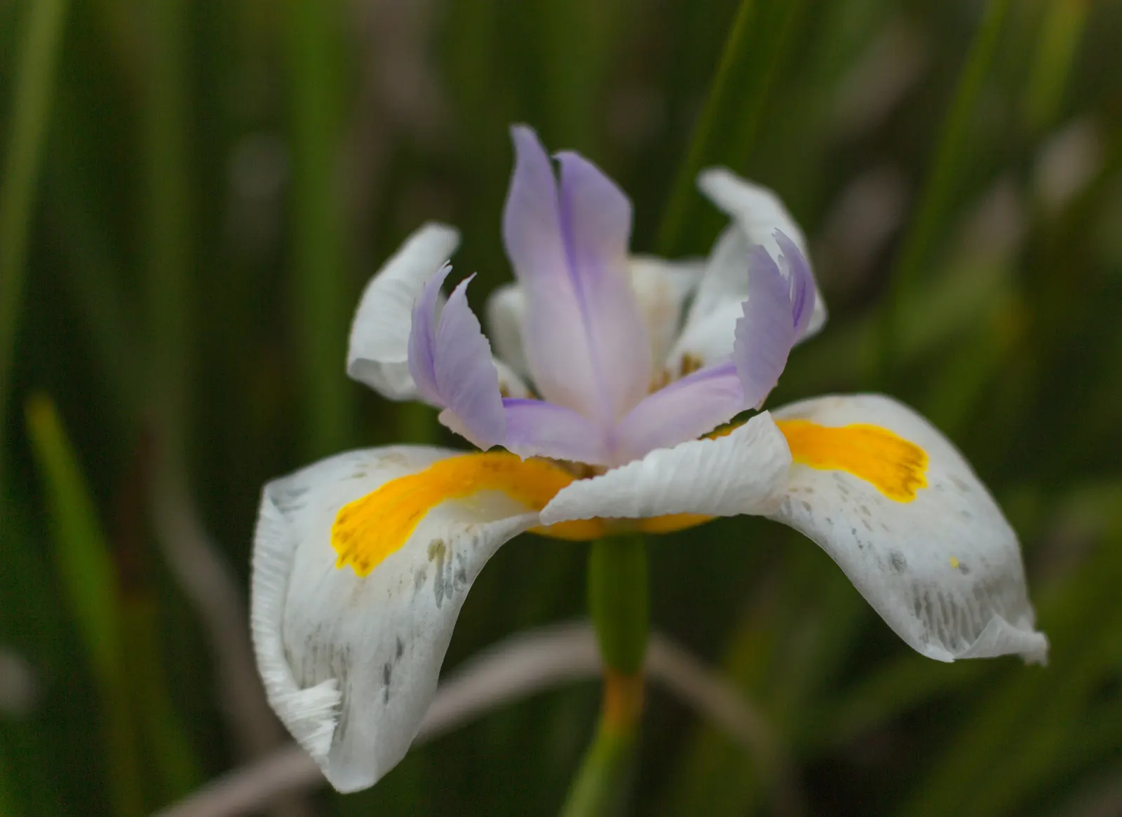 Large-Leaf African Iris (Dietes Grandiflora) — ensuring a visually dynamic and harmonious space for clients to enjoy; perennial for full or half or, image 69