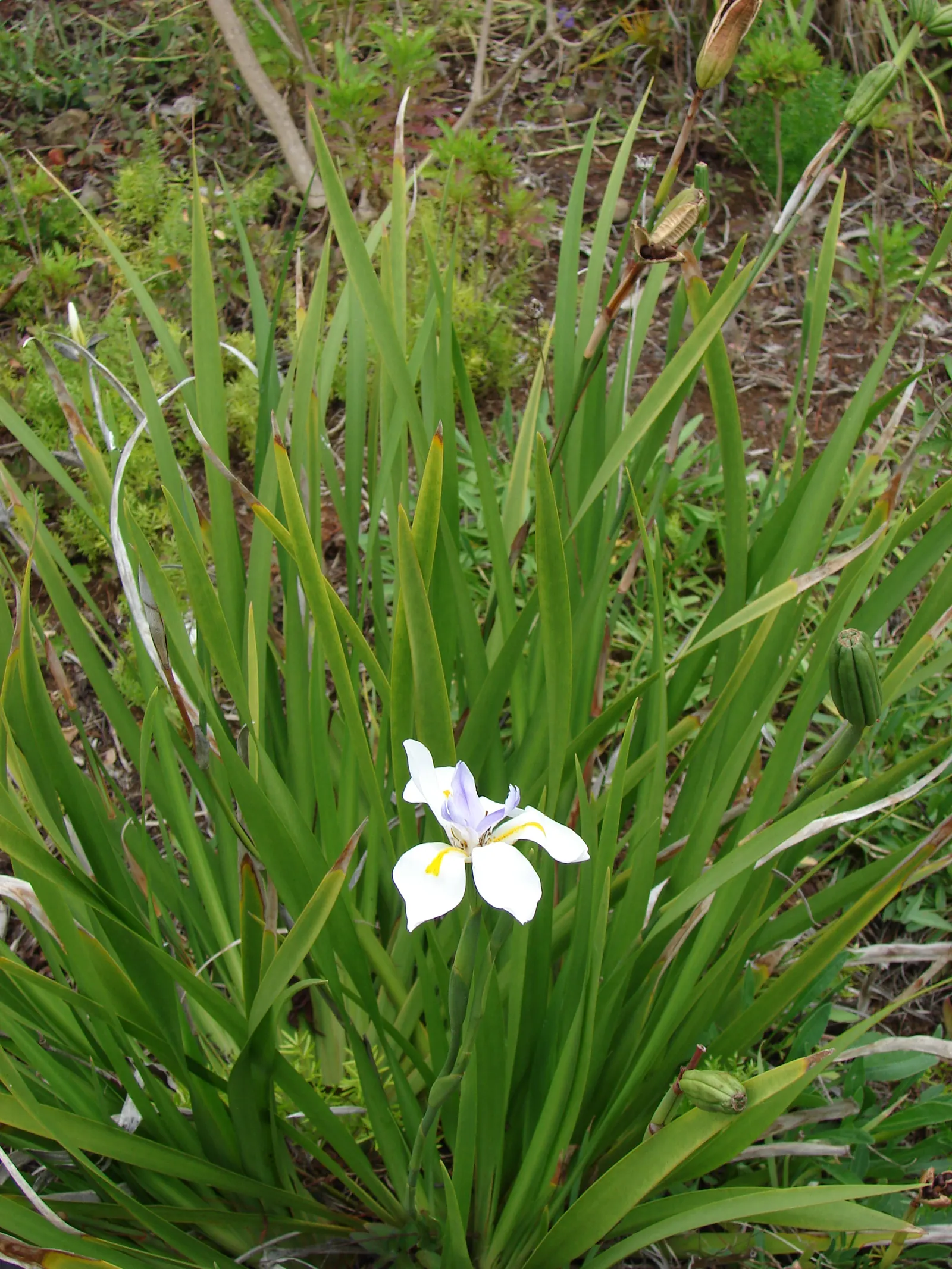 Large-Leaf African Iris (Dietes Grandiflora) — sword-shaped leaves that reach an imposing height of roughly 2 to 4 feet with a similar spread, image 57