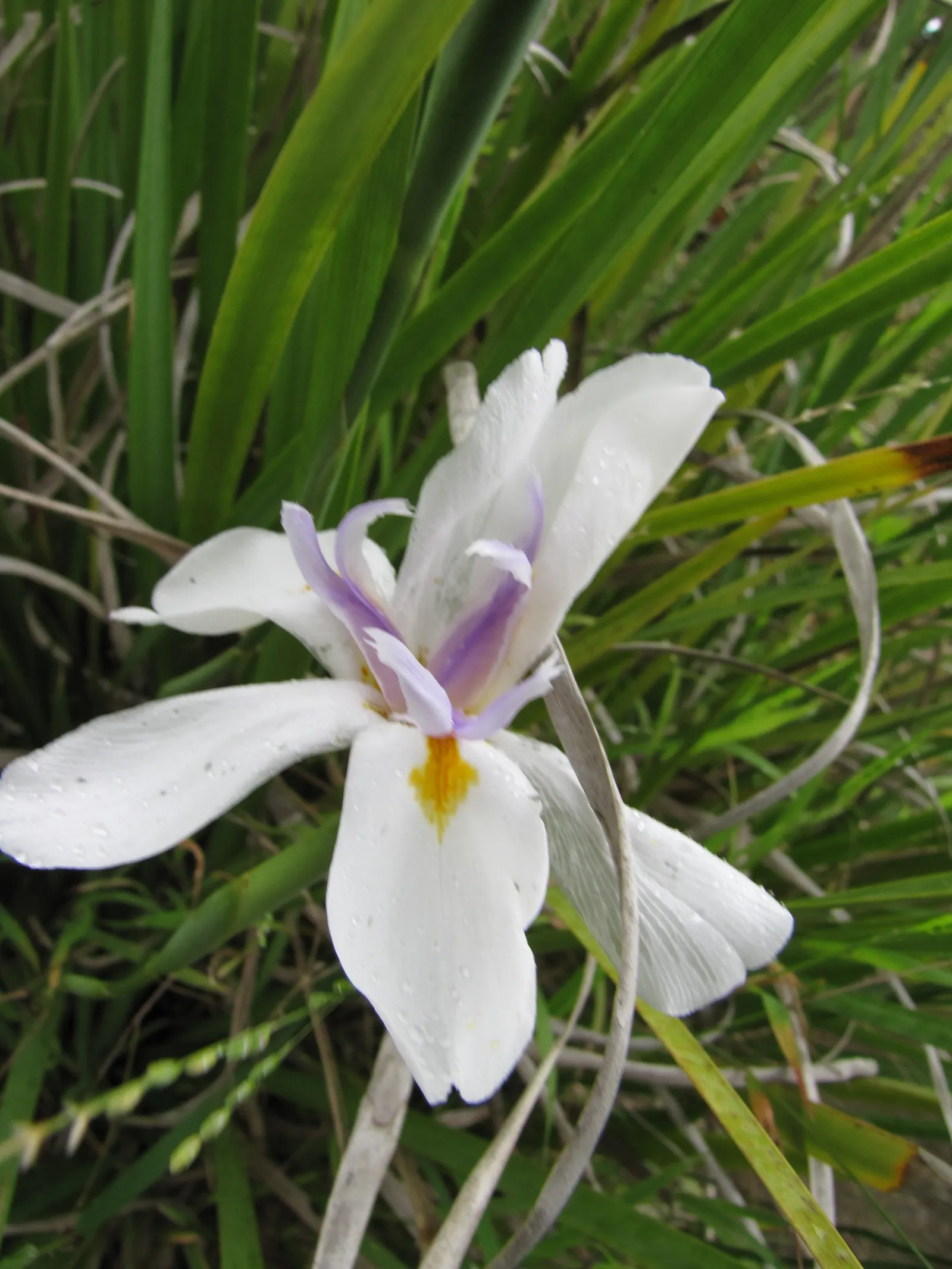 Large-Leaf African Iris (Dietes Grandiflora) — It showcases striking white flowers, each spanning around 4 inches across with splashes of yellow and violet