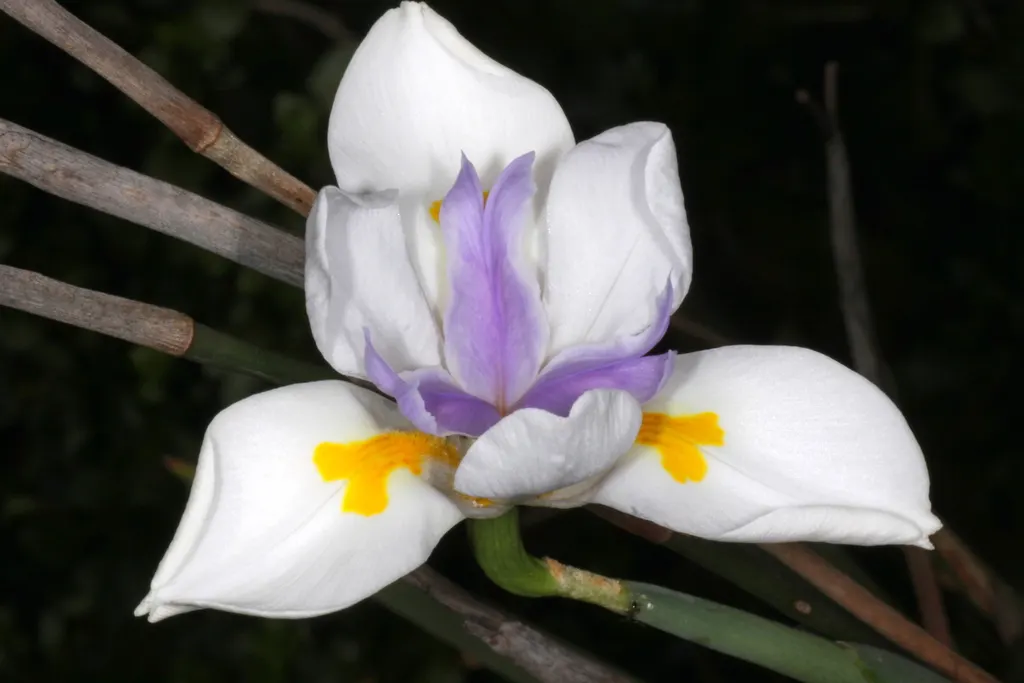 Large-Leaf African Iris (Dietes Grandiflora) — sword-shaped leaves reaching up to 4 feet in height; hardy and versatile, it adds elegance to any, image 73