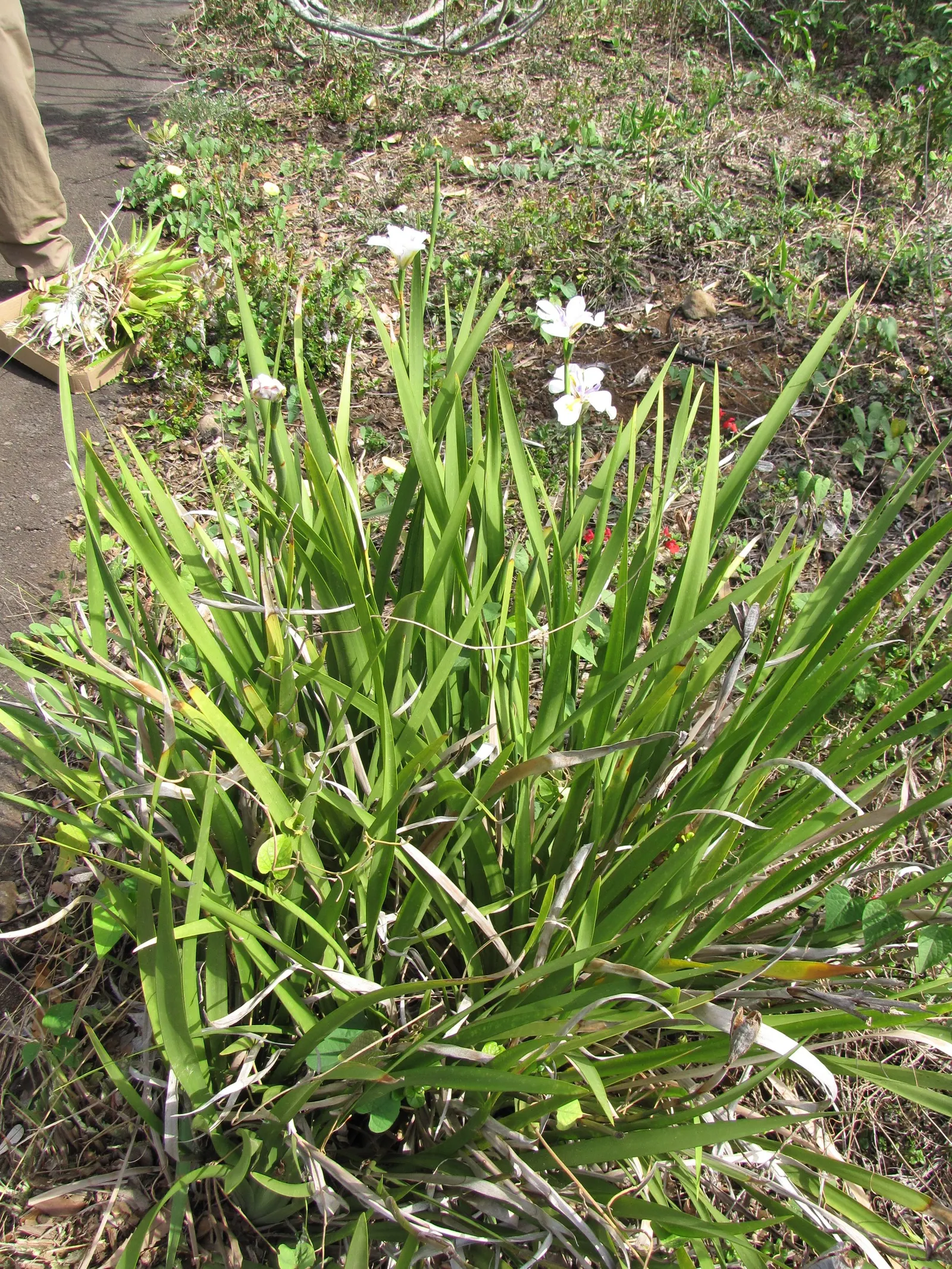 Large-Leaf African Iris (Dietes Grandiflora) — gold and multi-colored and violet and white flowers in the garden; evergreen perennial that makes a, image 70