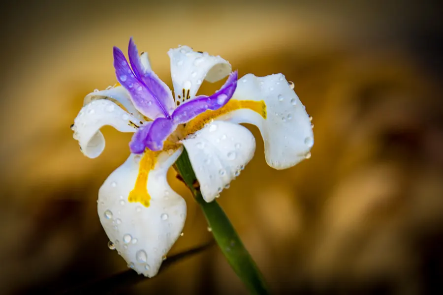 Large-Leaf African Iris (Dietes Grandiflora) — It can adapt to a variety of soil types and is relatively low maintenance; or its suitability for, image 65