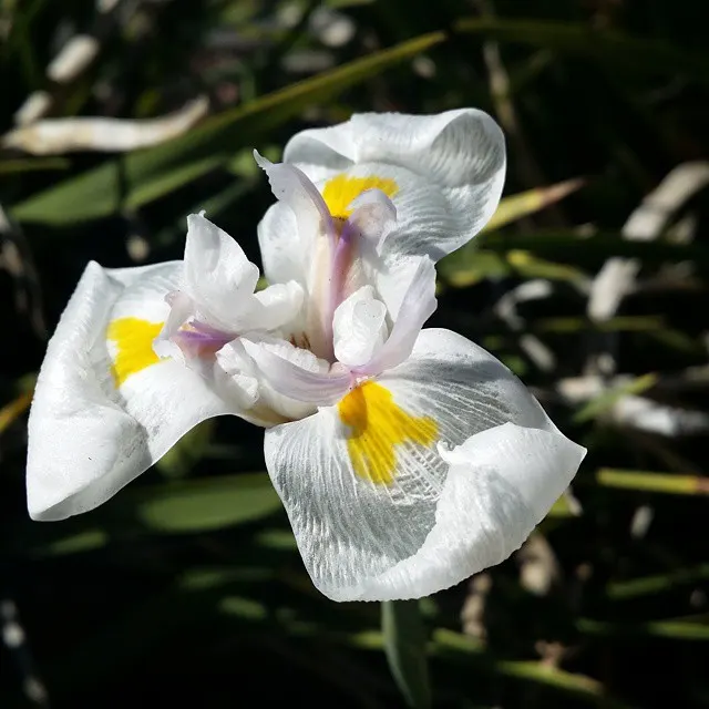 Large-Leaf African Iris (Dietes Grandiflora) — although it is drought tolerant once established