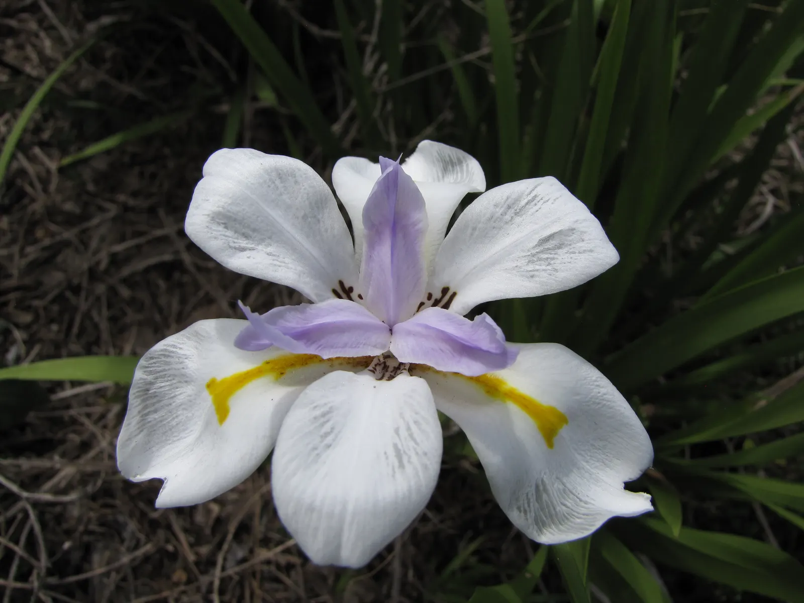 Large-Leaf African Iris (Dietes Grandiflora) — Hardy and versatile, it adds elegance to any landscape with its clumping habit and year-round, image 28