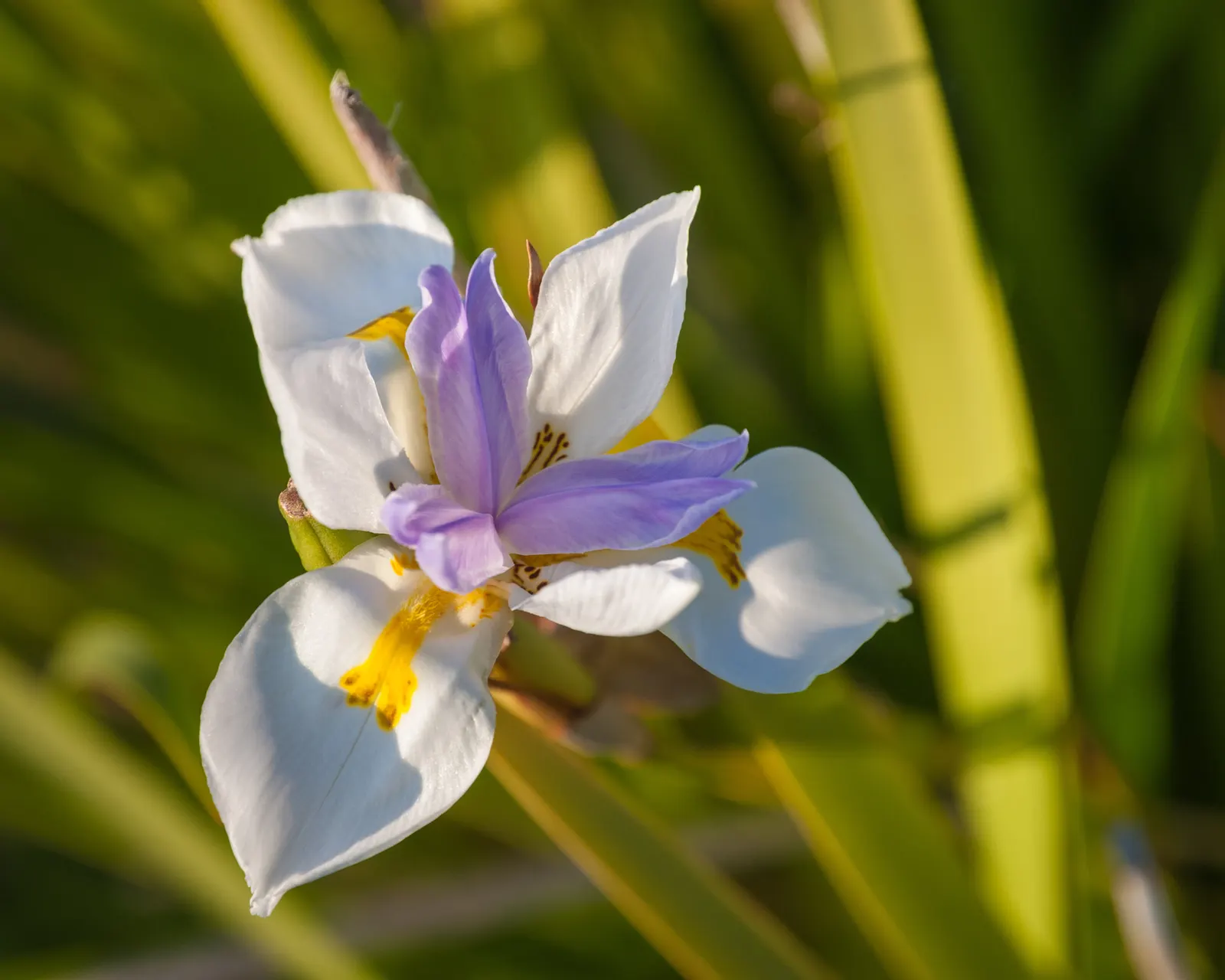 Large-Leaf African Iris (Dietes Grandiflora) — This species is particularly well-suited to mass plantings in sunny to partially shaded areas, thriving in U.S