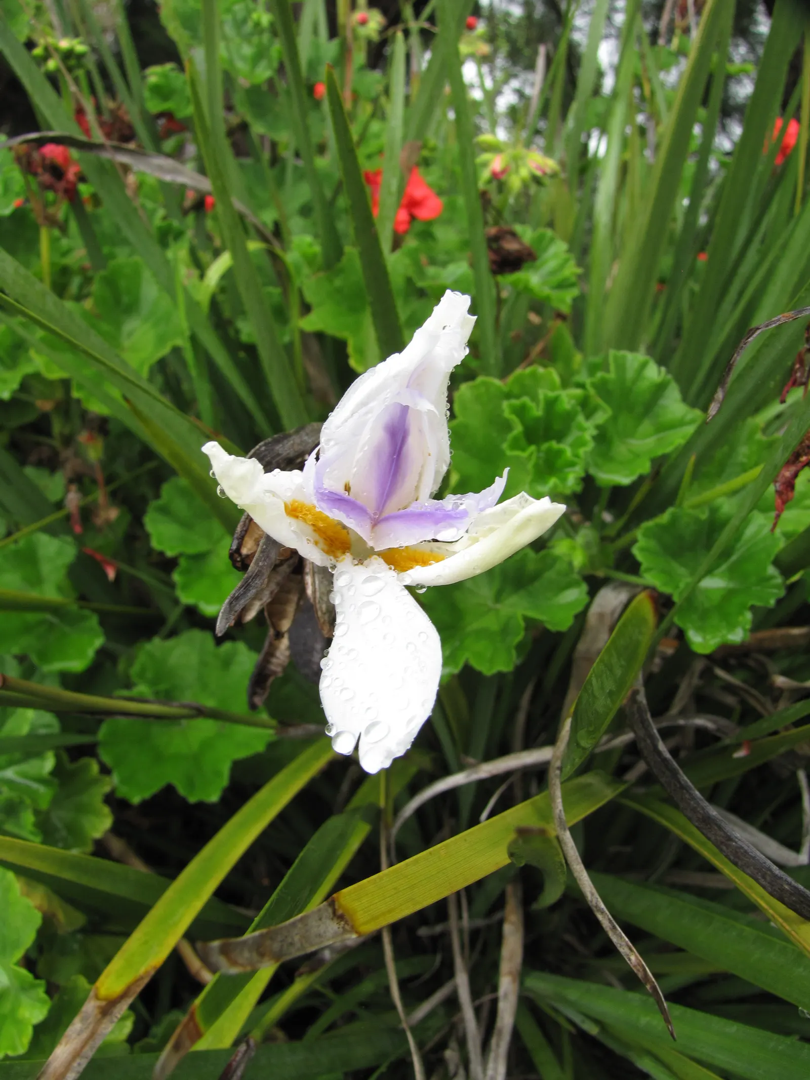 Large-Leaf African Iris (Dietes Grandiflora) — This species is particularly well-suited to mass plantings in sunny to partially shaded areas, image 37