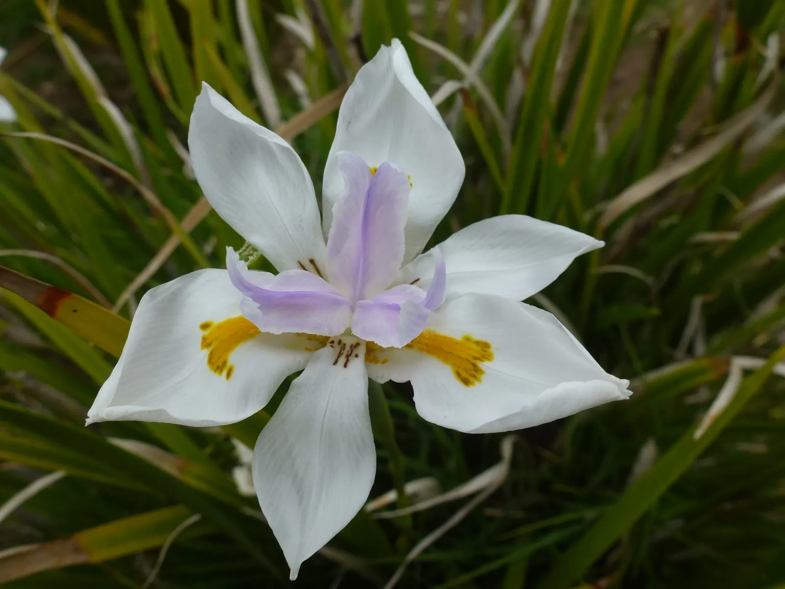 Large-Leaf African Iris (Dietes Grandiflora) — Ideal for USDA zones 8-11; this iris relative is prized for its tall, image 53