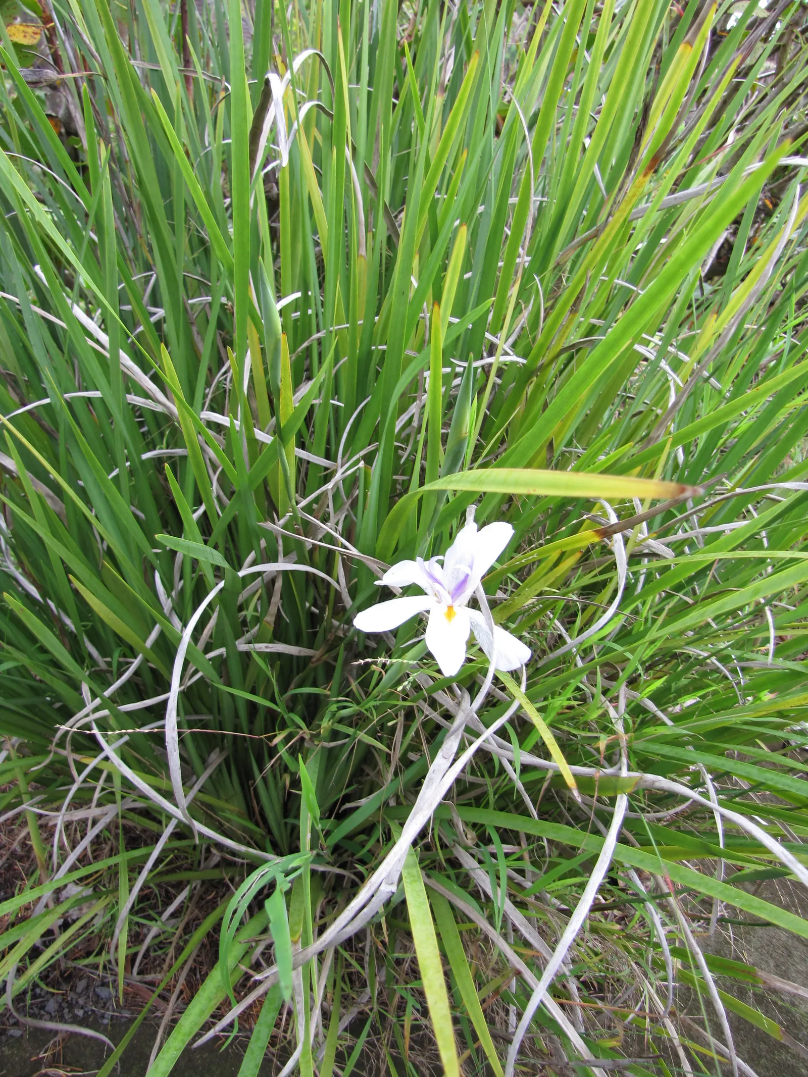 Large-Leaf African Iris (Dietes Grandiflora) — its use as a border plant; the dark green foliage forms dense clumps that provide a luscious backdrop for the