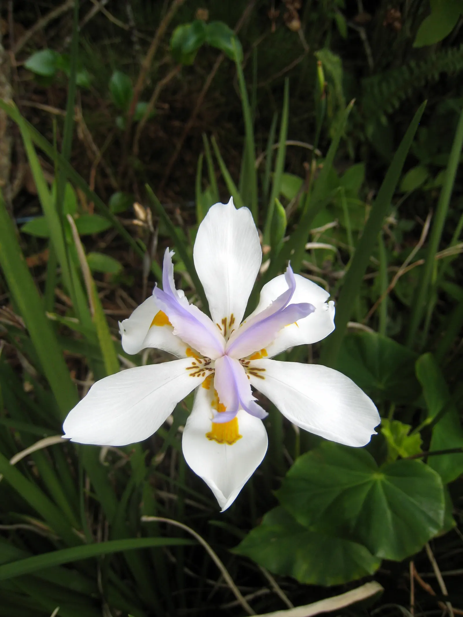 Large-Leaf African Iris (Dietes Grandiflora) — It showcases striking white flowers, each spanning around 4 inches across with splashes of yellow, image 26