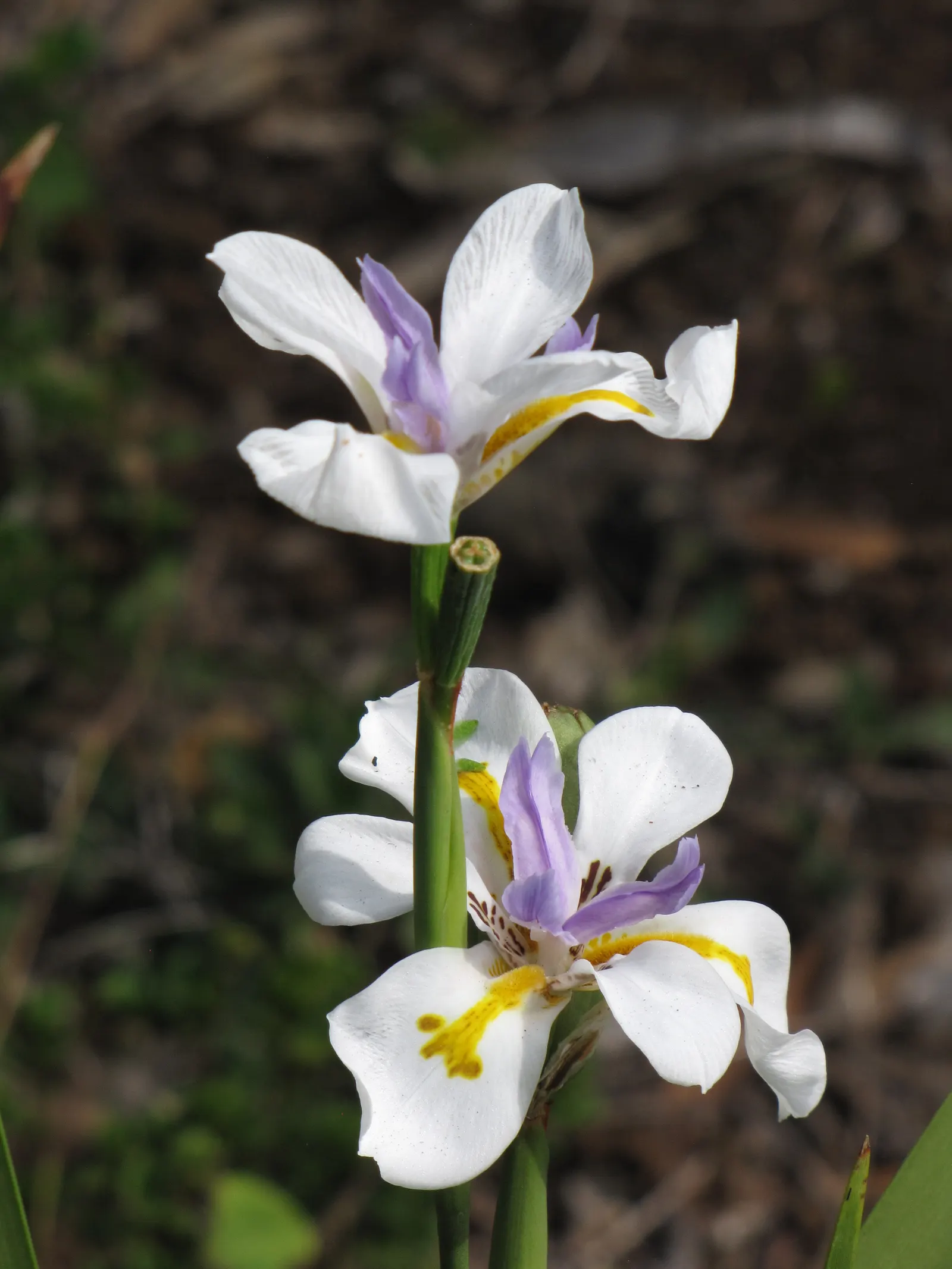 Large-Leaf African Iris (Dietes Grandiflora) — commonly referred to as the Large-Leaf African Iris; the African Iris requires well-draining soil and moderate