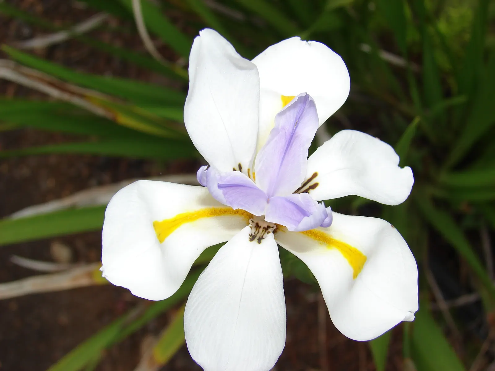 Large-Leaf African Iris (Dietes Grandiflora) — Hardy and versatile, it adds elegance to any landscape with its clumping habit and year-round interest