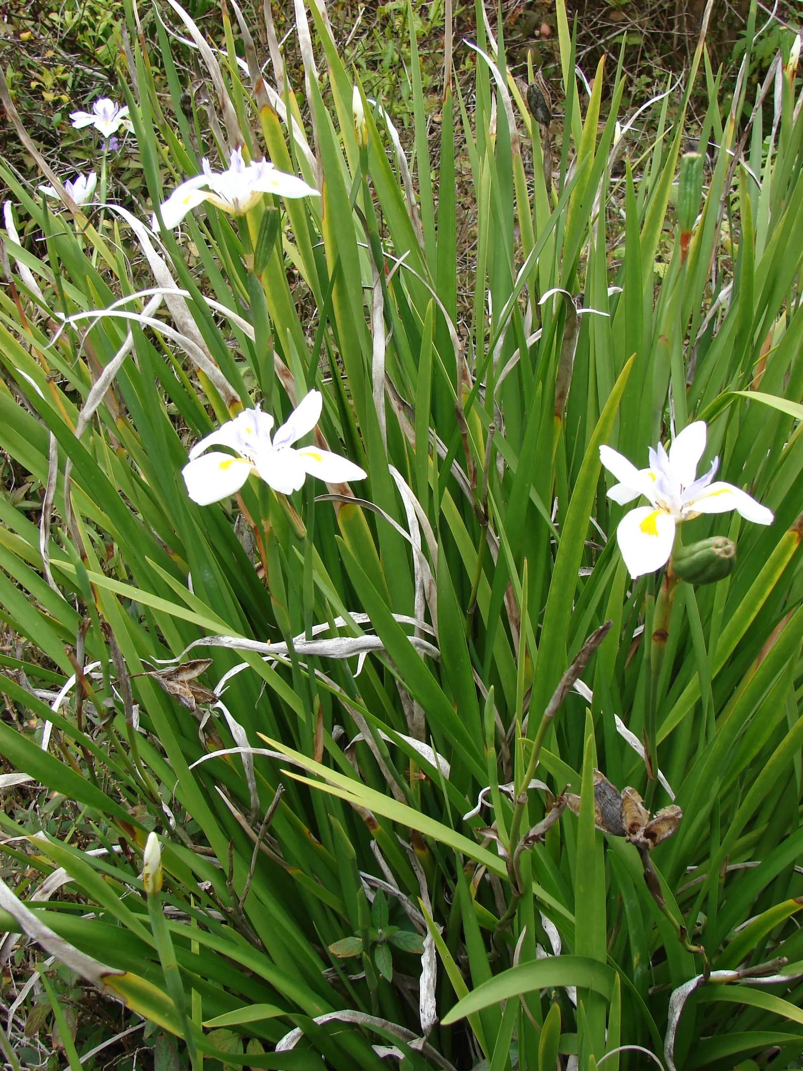 Large-Leaf African Iris (Dietes Grandiflora) — consider its ability to provide vertical interest; this evergreen perennial prefers full sun to, image 66