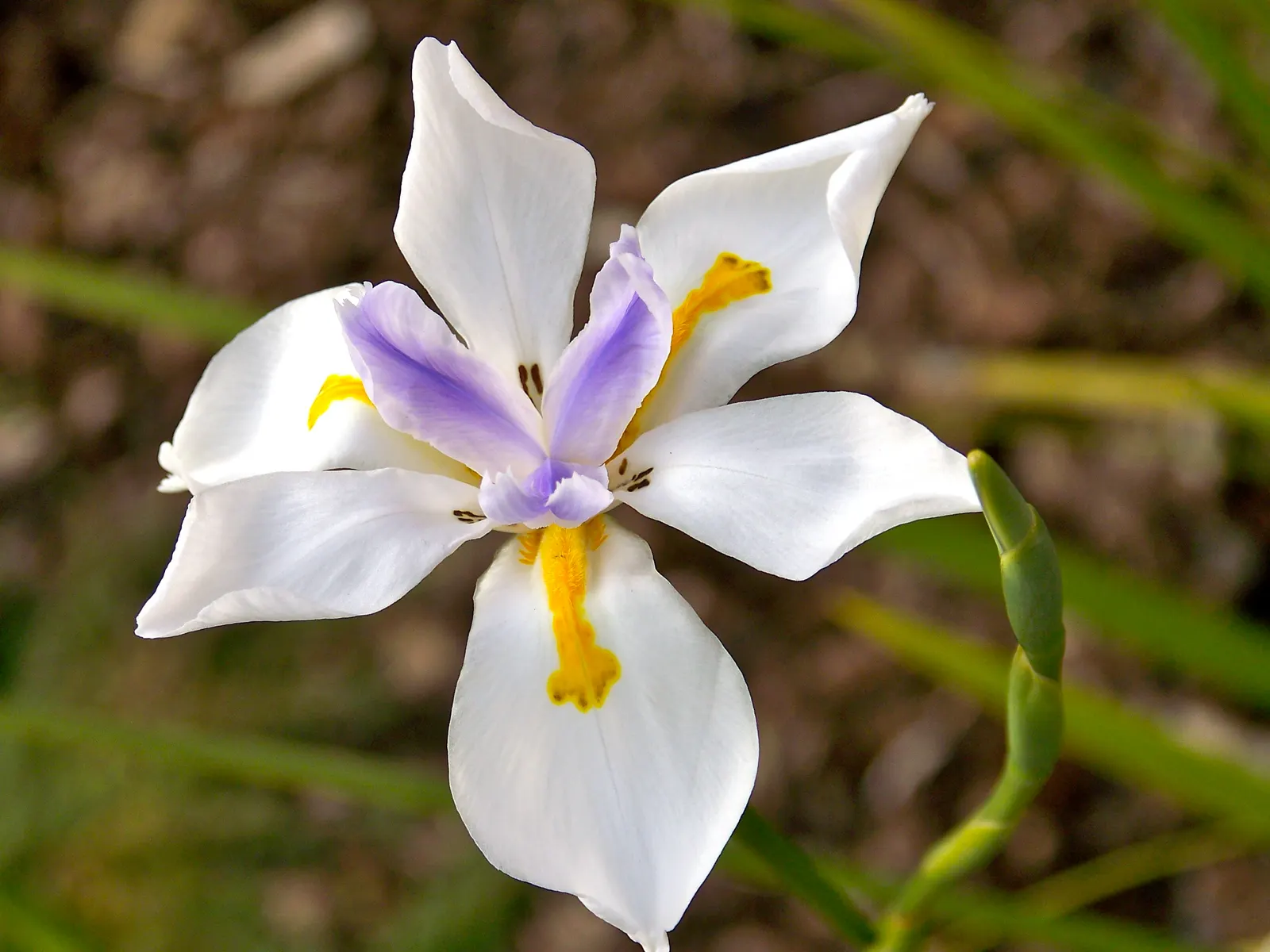 Large-Leaf African Iris (Dietes Grandiflora) — consider its ability to provide vertical interest