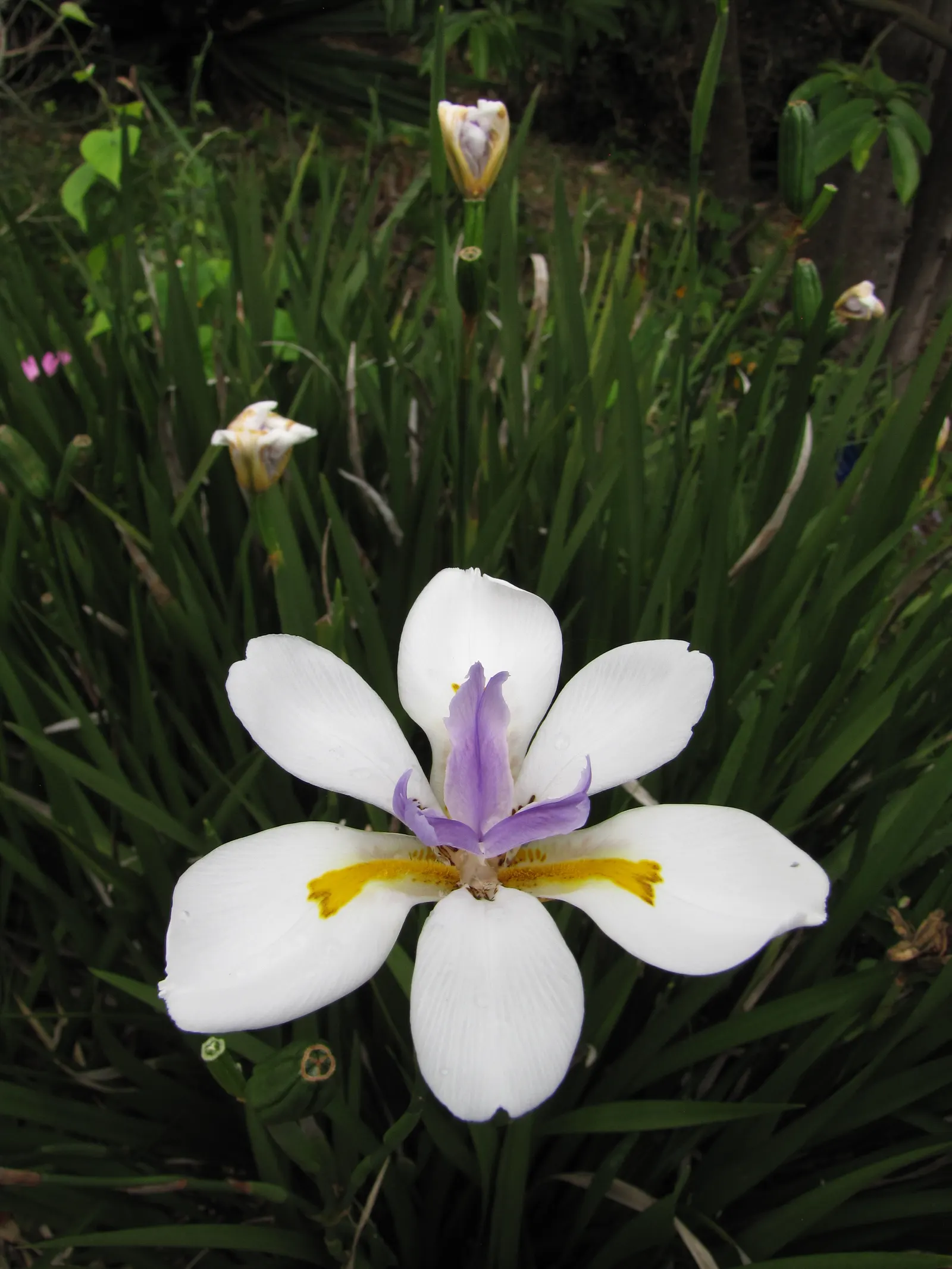 Large-Leaf African Iris (Dietes Grandiflora) — perennial with gold and multi-colored and violet and white blooms; department of Agriculture hardiness zones 8