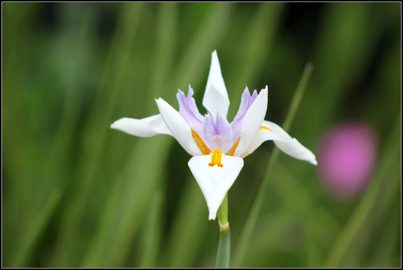Large-Leaf African Iris (Dietes Grandiflora) — Ideal for USDA zones 8-11