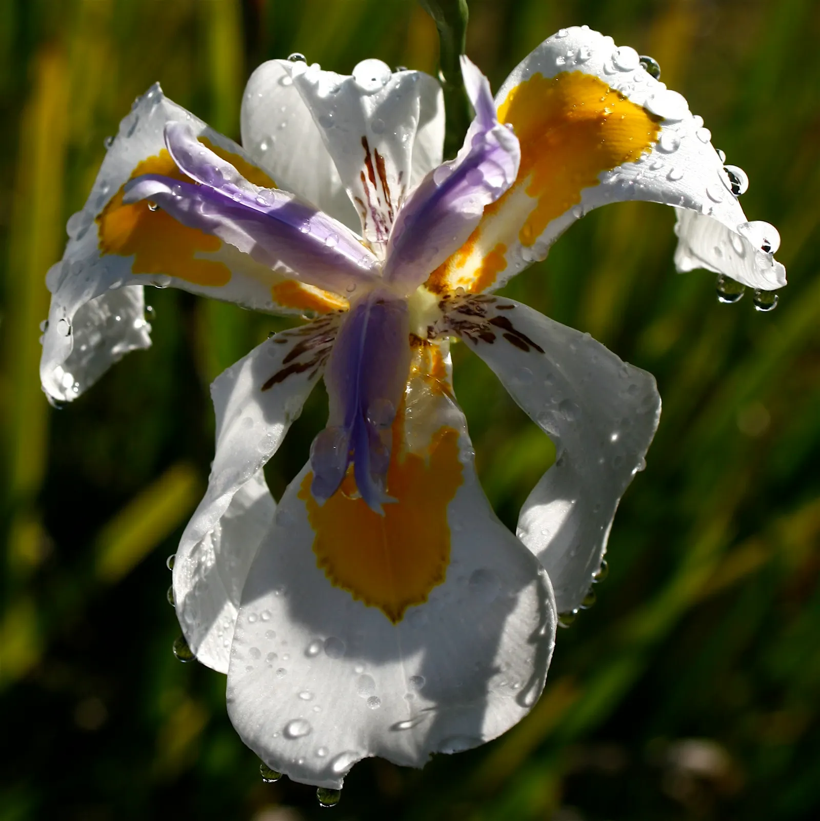 Large-Leaf African Iris (Dietes Grandiflora) — evergreen perennial that makes a striking addition to any garden with its elegant and architectural form