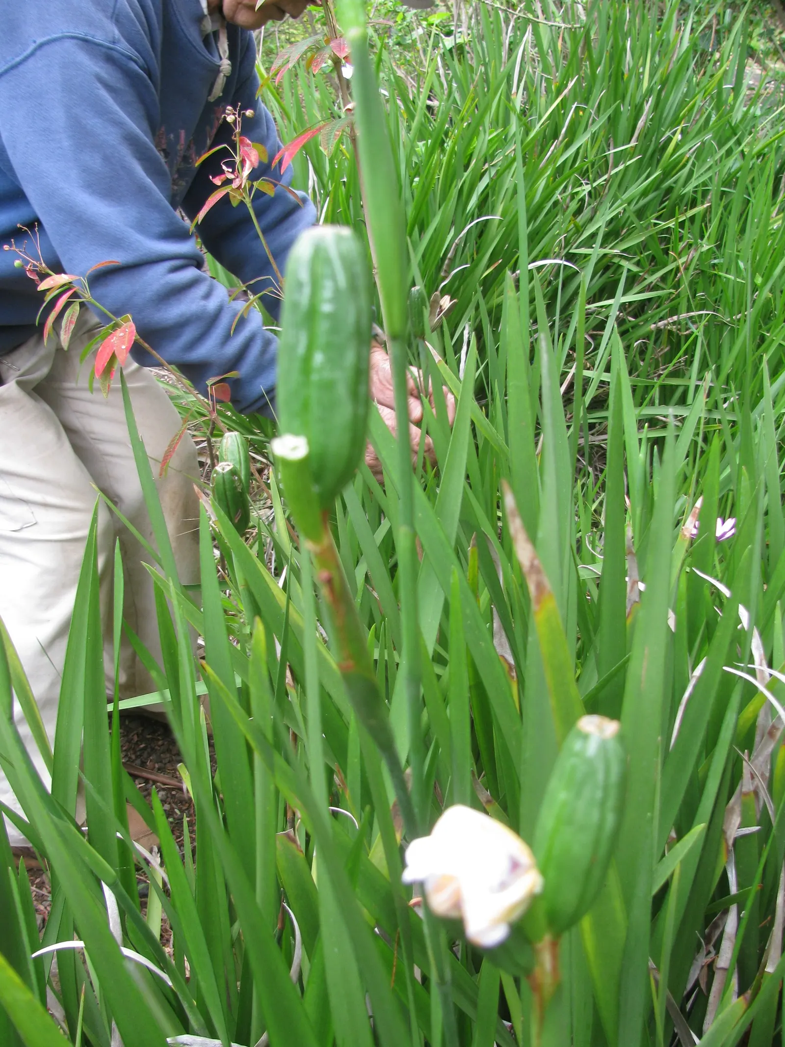 Large-Leaf African Iris (Dietes Grandiflora) — evergreen perennial that makes a striking addition to any garden with its elegant and architectural, image 55