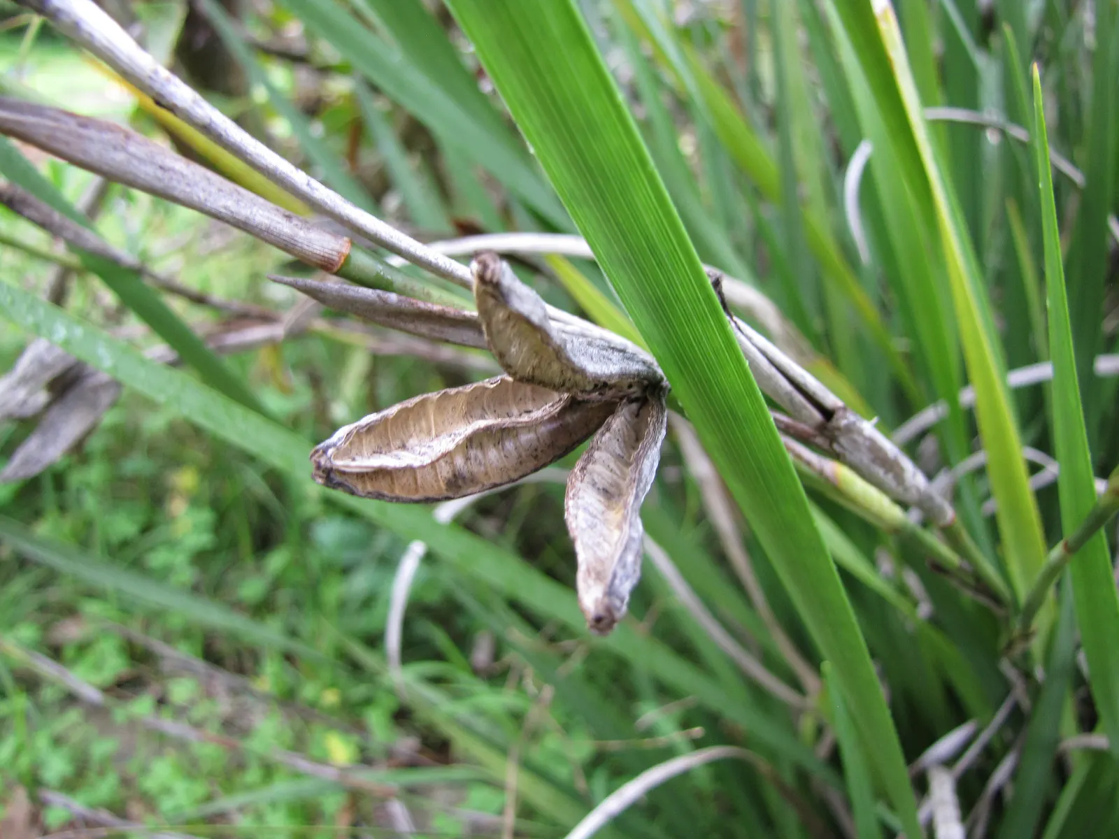 Large-Leaf African Iris (Dietes Grandiflora) — the African Iris requires well-draining soil and moderate watering; commonly referred to as the Large-Leaf