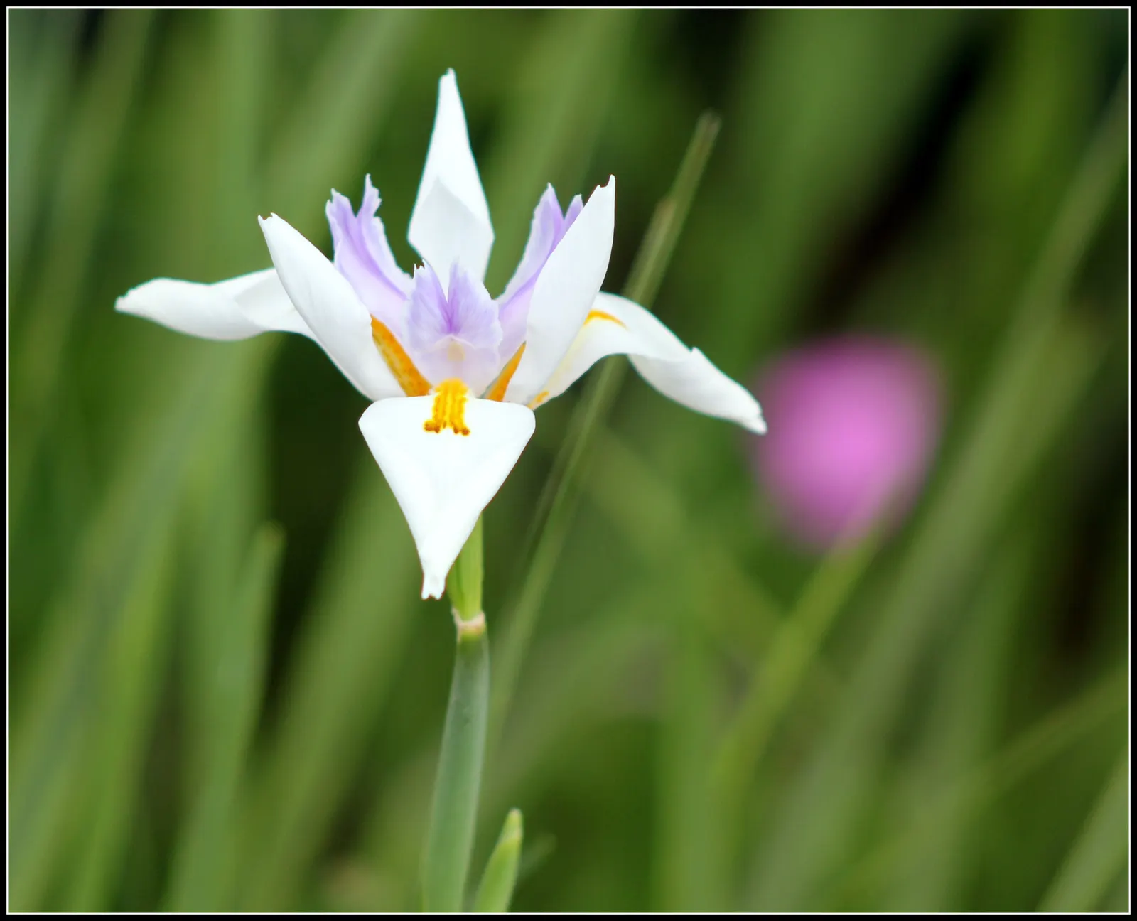 Large-Leaf African Iris (Dietes Grandiflora) — evergreen perennial that makes a striking addition to any garden with its elegant and architectural, image 79