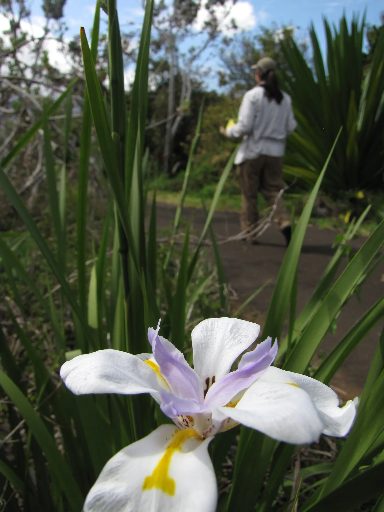 Large-Leaf African Iris (Dietes Grandiflora) — consider its ability to provide vertical interest; this evergreen perennial prefers full sun to light shade and