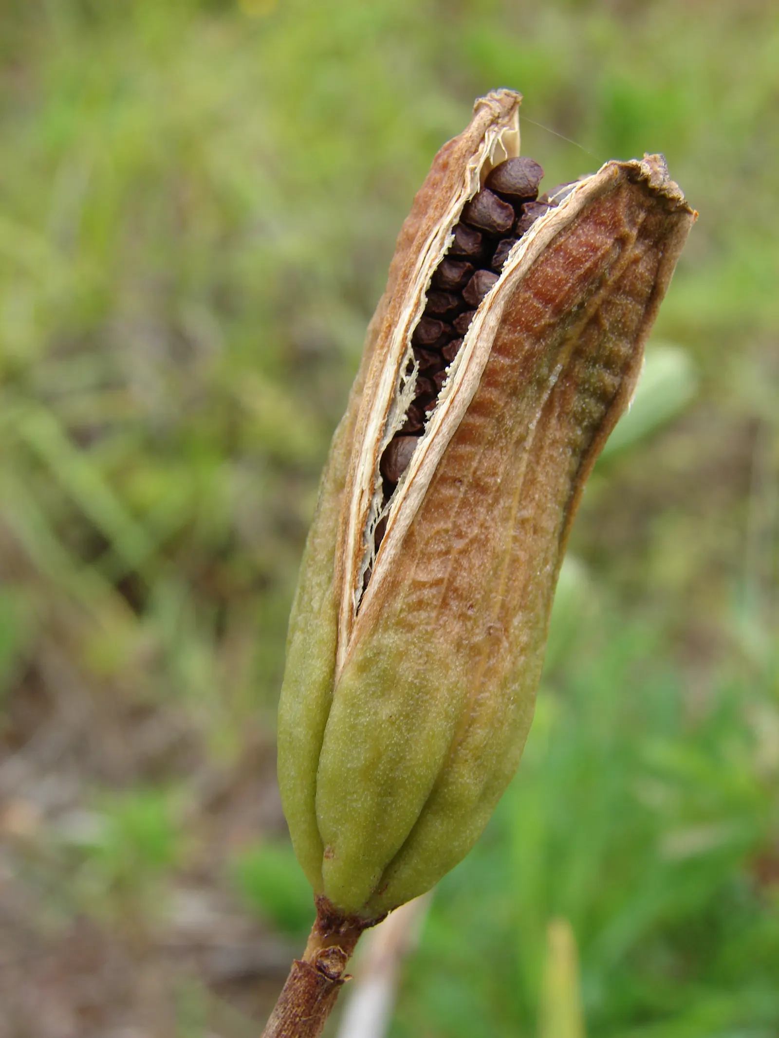 Large-Leaf African Iris (Dietes Grandiflora) — The dark green foliage forms dense clumps that provide a luscious backdrop for the showy; its use as a border