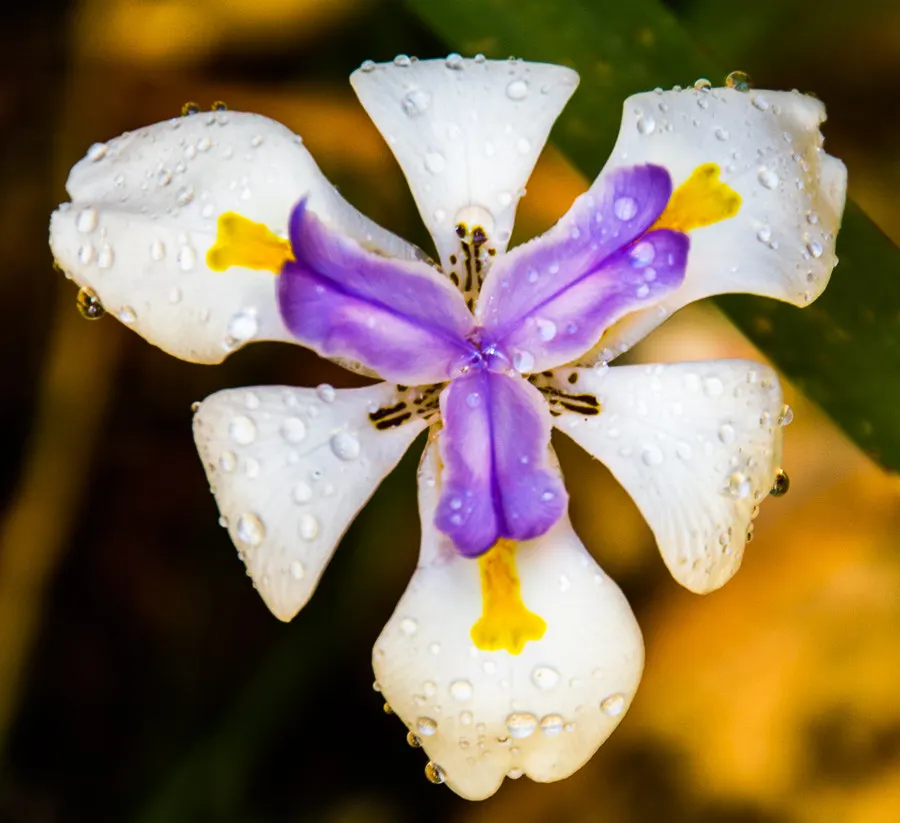 Large-Leaf African Iris (Dietes Grandiflora) — This species is particularly well-suited to mass plantings in sunny to partially shaded areas, image 61
