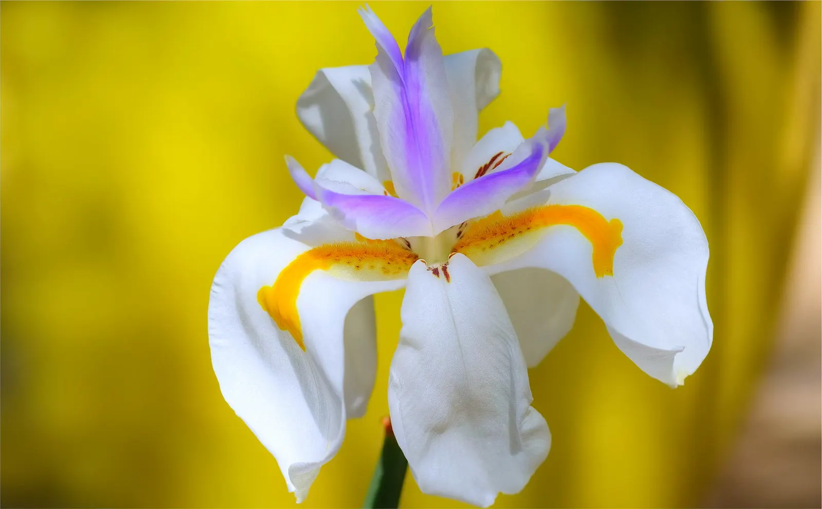 Large-Leaf African Iris (Dietes Grandiflora) — It can adapt to a variety of soil types and is relatively low maintenance