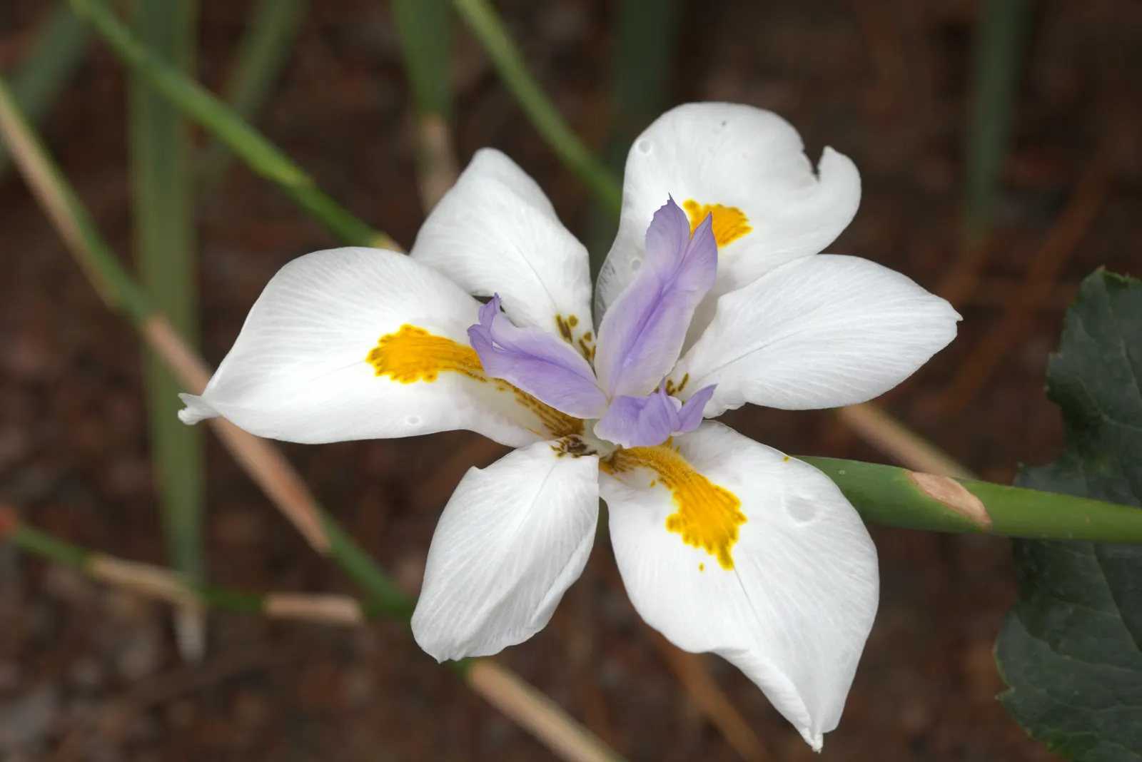 Large-Leaf African Iris (Dietes Grandiflora) — Ideal for USDA zones 8-11; this iris relative is prized for its tall