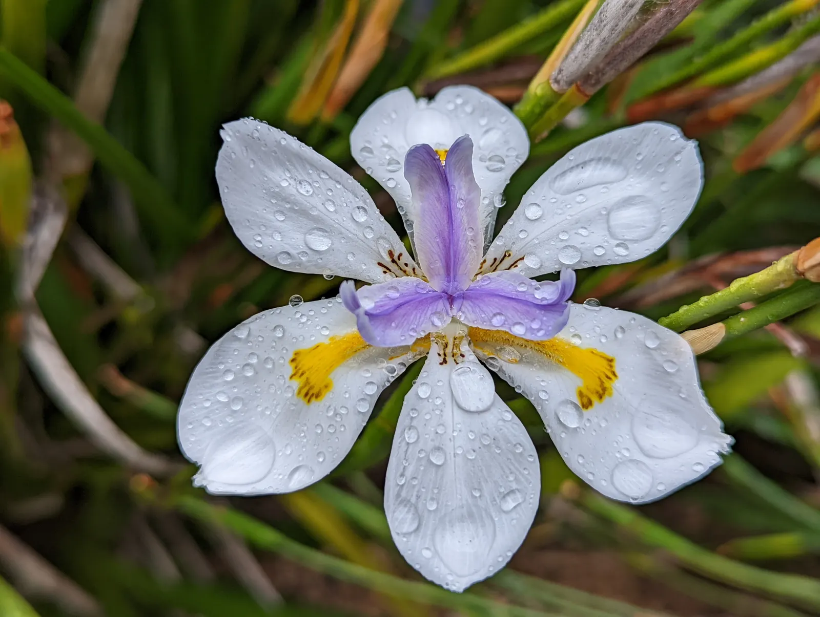Large-Leaf African Iris (Dietes Grandiflora) — this iris relative is prized for its tall; ideal for USDA zones 8-11, image 80